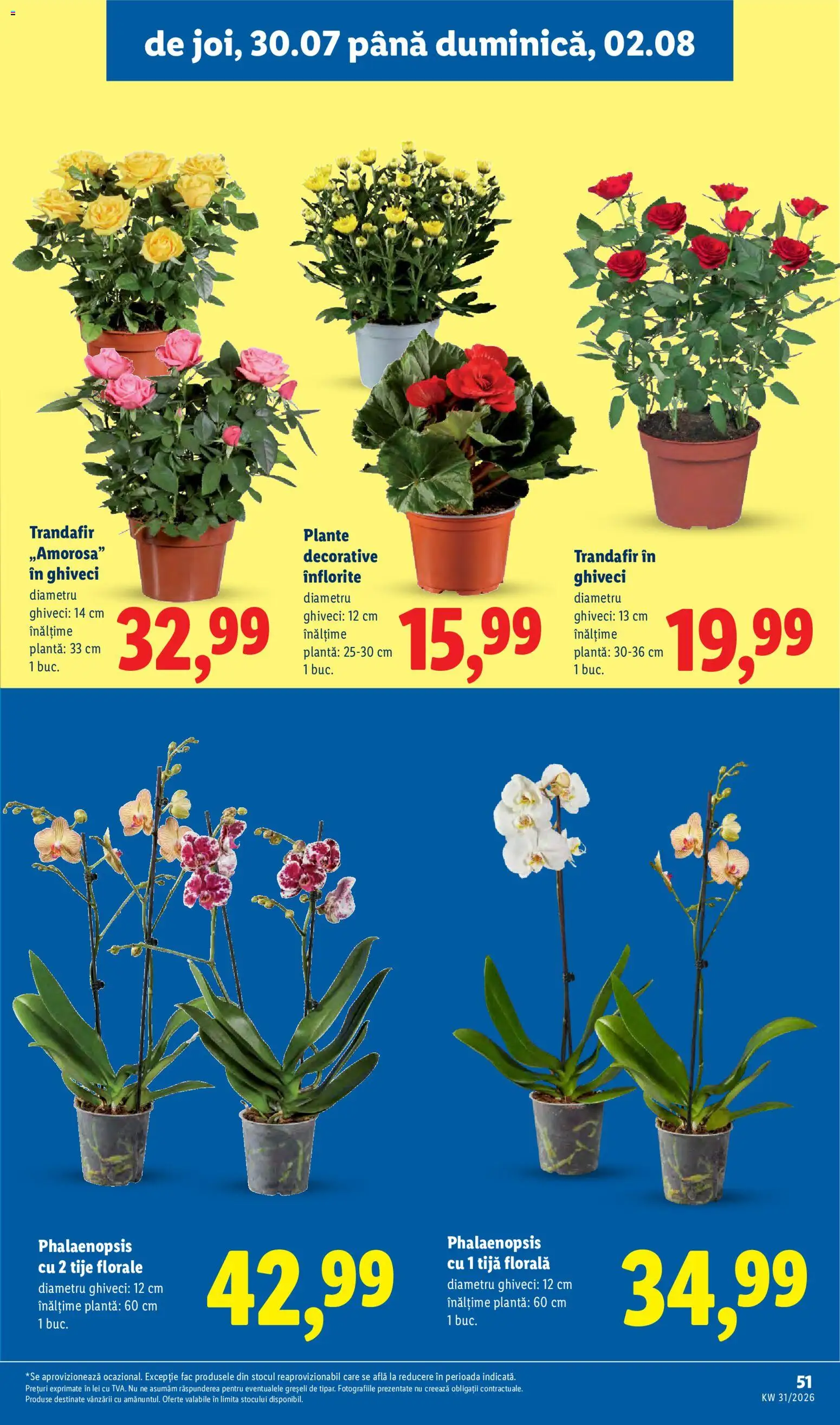 Noul catalog Lidl – valabil de la 27.07.2026 | Pagină: 51 | Produse: Trandafir, Ghiveci