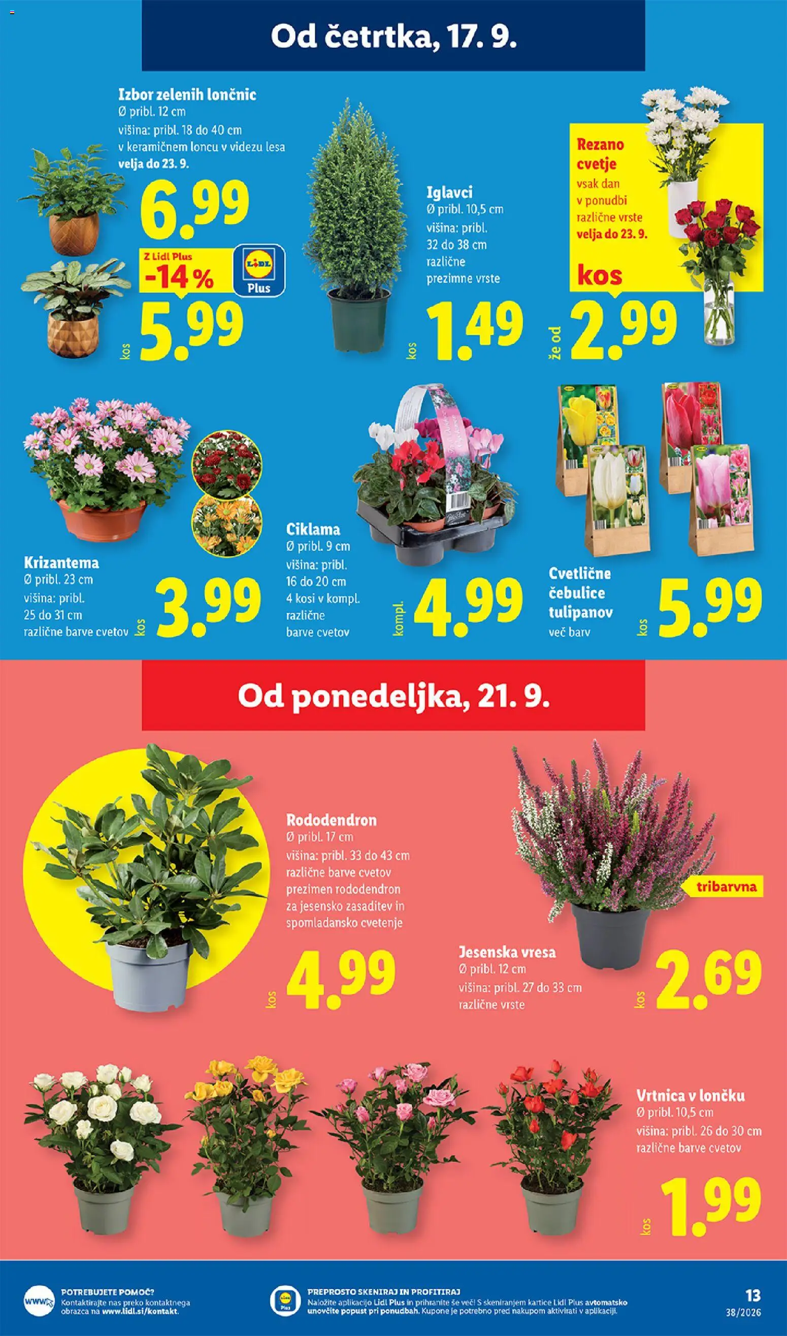 Novi Lidl katalog ponudbe – veljaven od 17.09.2026 | Stran: 23 | Izdelki: Cvetje