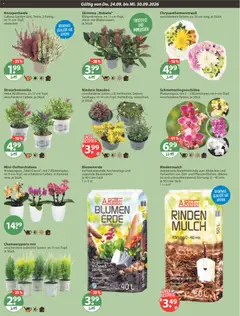 V-Markt Angebote ab 24.09.2026 gültig | Seite: 20 | Produkte: Rindenmulch, Blumen, Blumenerde