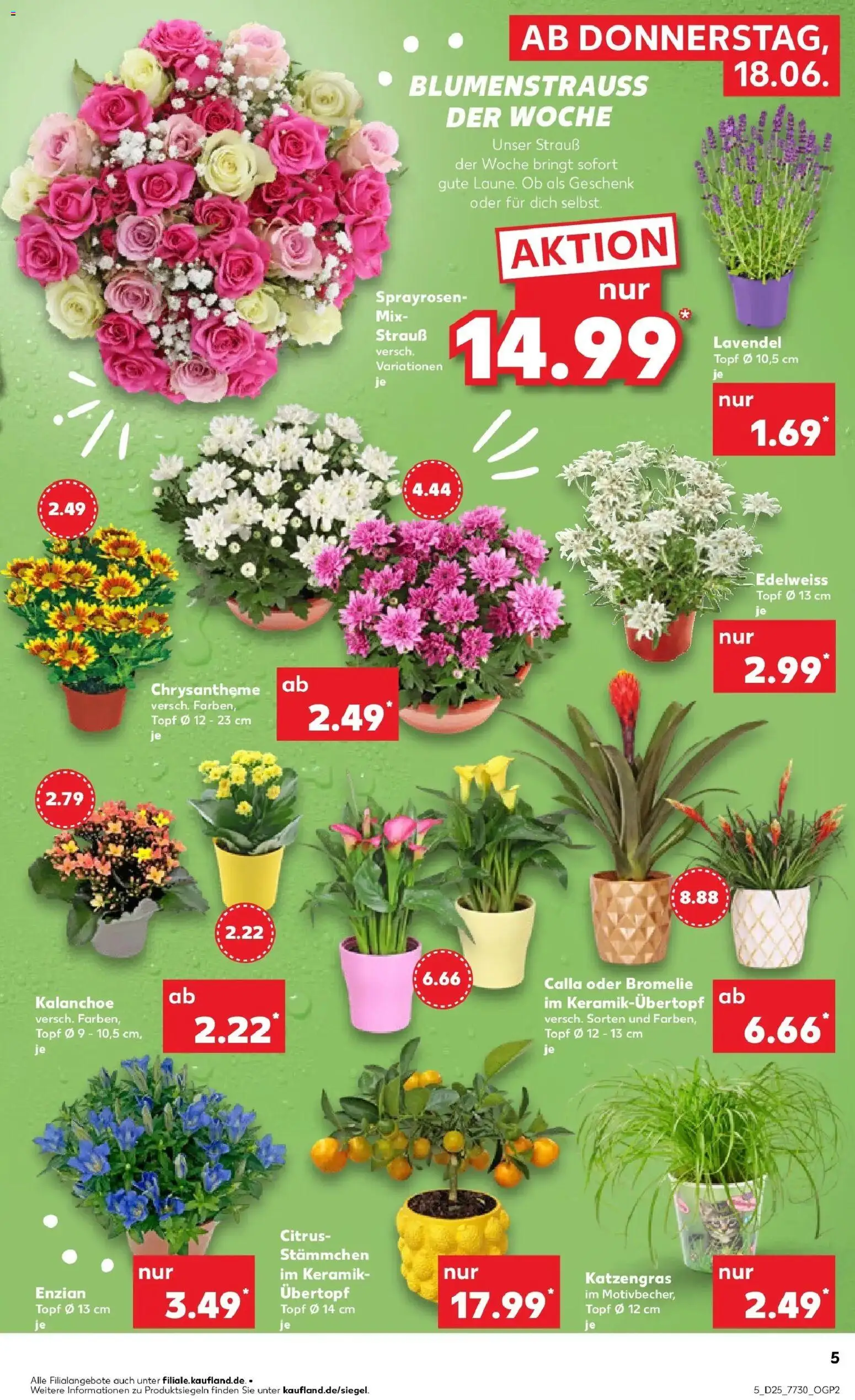 Kaufland Prospekt Lichtenfels – gültig ab 15.06.2026 | Seite: 16 | Produkte: Lavendel
