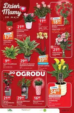 Pogląd oferty "E.Leclerc gazetka" - ważna od 19.05.2026 | Strona: 21 | Produkty: Karta, Azalia, Kurkuma, Goździk