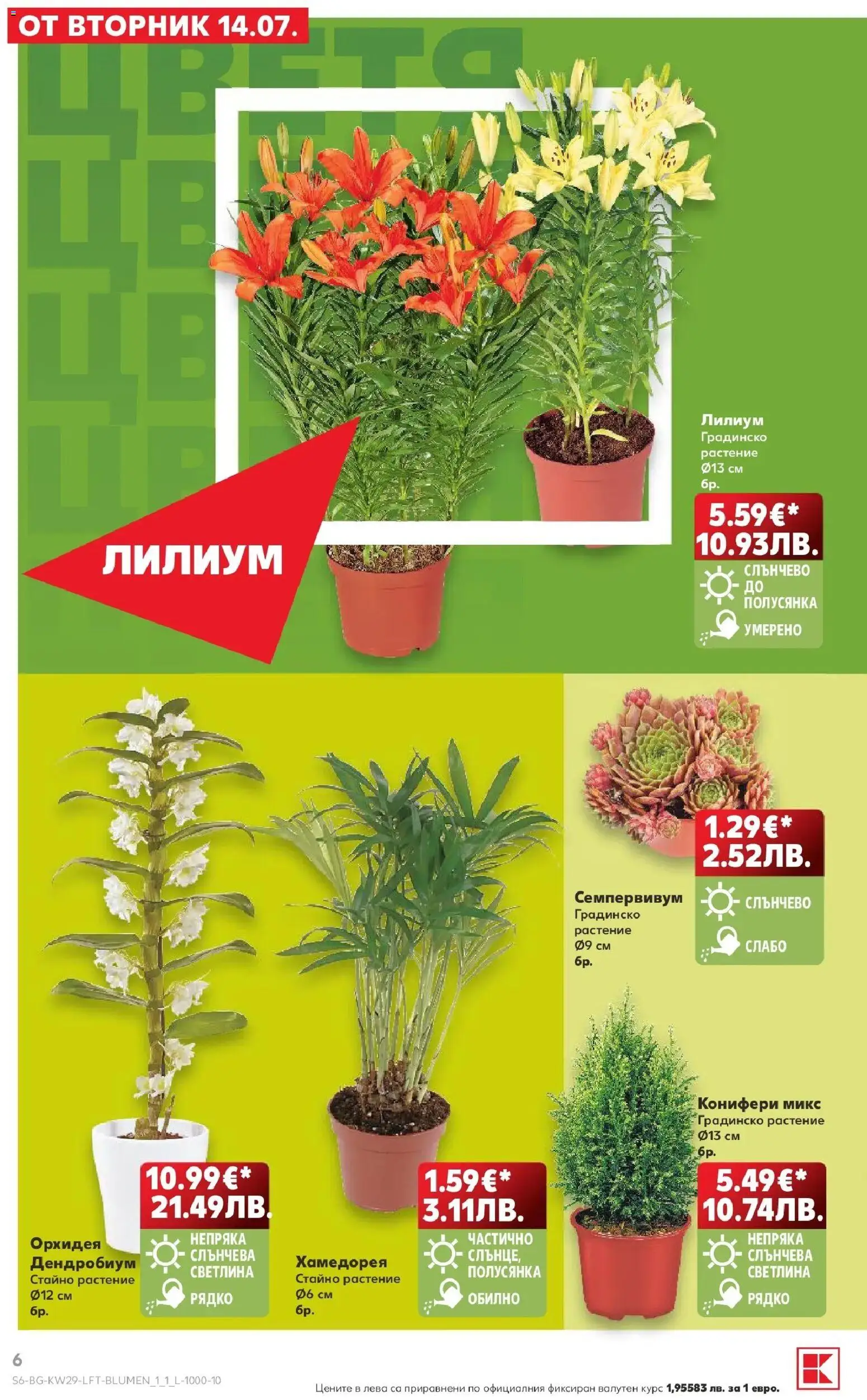 {H1} | Страница: 6 | Продукти: Орхидея
