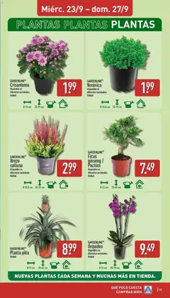 Vista previa GARDENLINE® Orquídea, Disponible en diferentes variedades. Unidad válido desde el 21/09/2026 | Página: 15 | Productos: Orquídea, Piña, Brezo