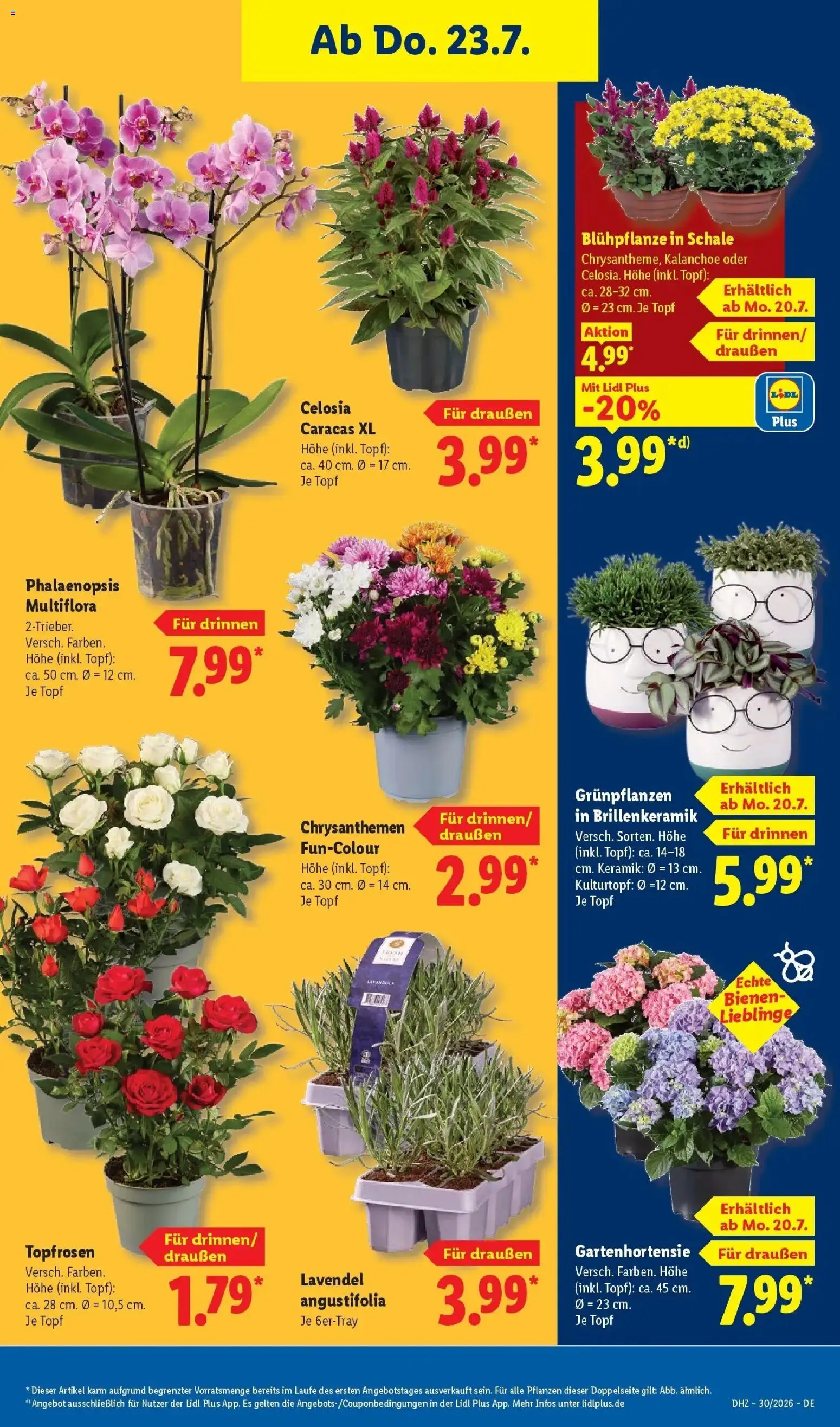 Lidl Prospekt Emlichheim – gültig ab 20.07.2026 | Seite: 29 | Produkte: Lavendel