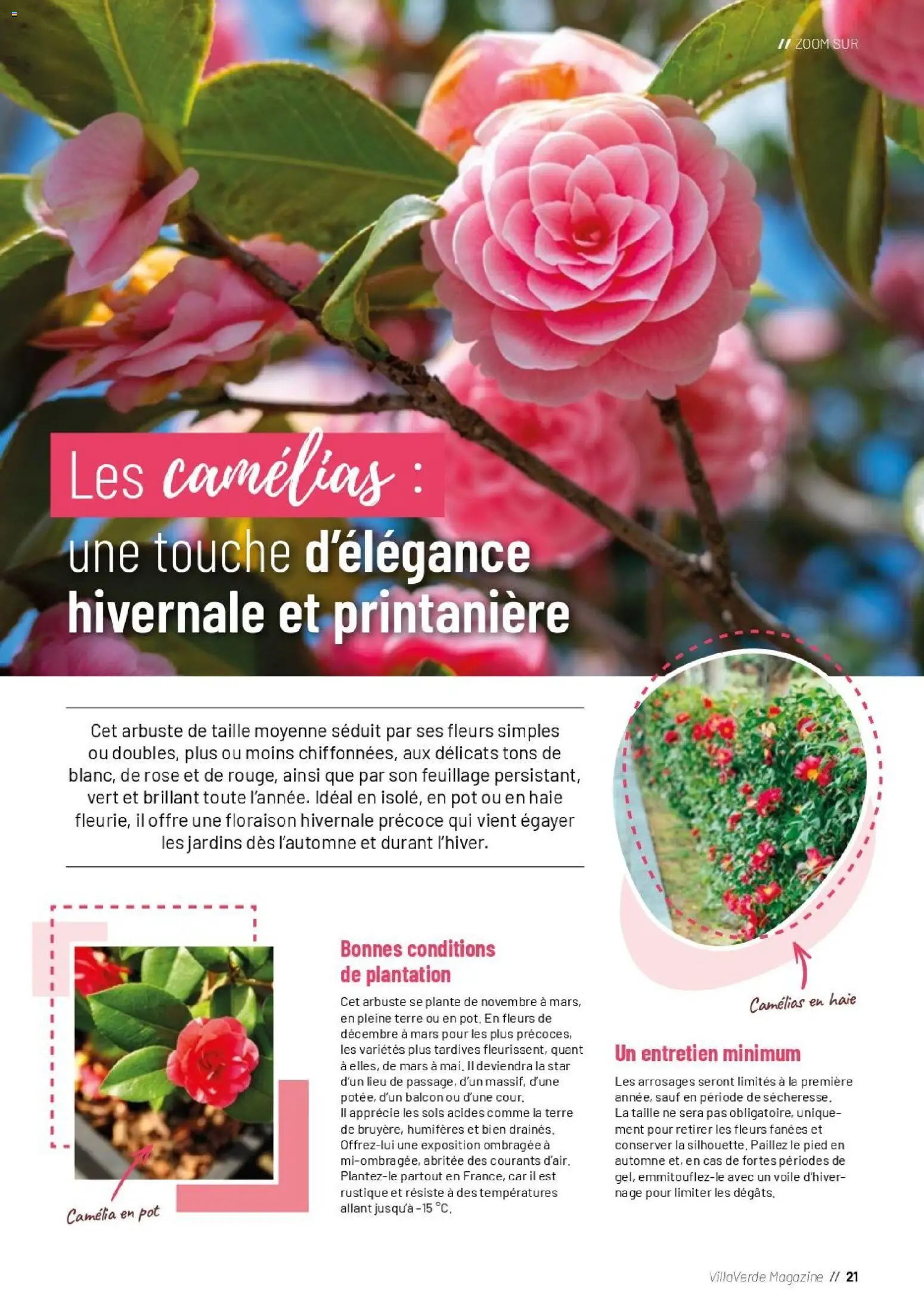 {H1} | Page: 21 | Produits: Camelia, Fleurs, Magazine