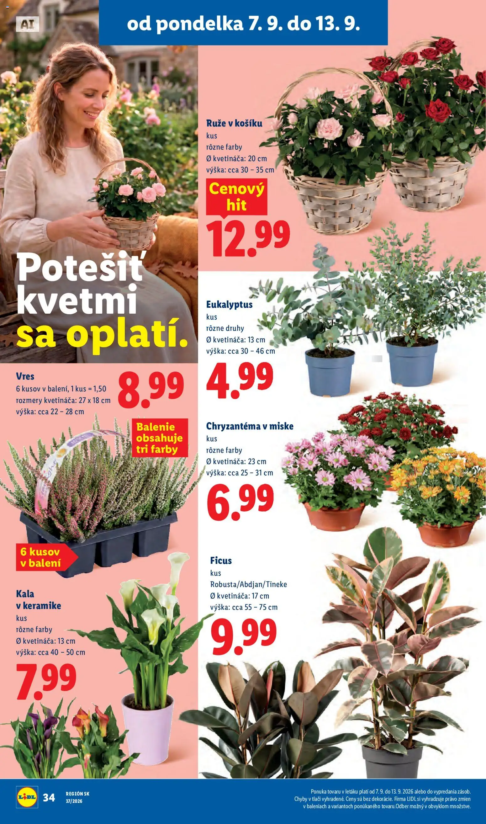 Nové Lidl akcie – leták je platný od 07.09.2026 | Strana: 45 | Produkty: Ruže