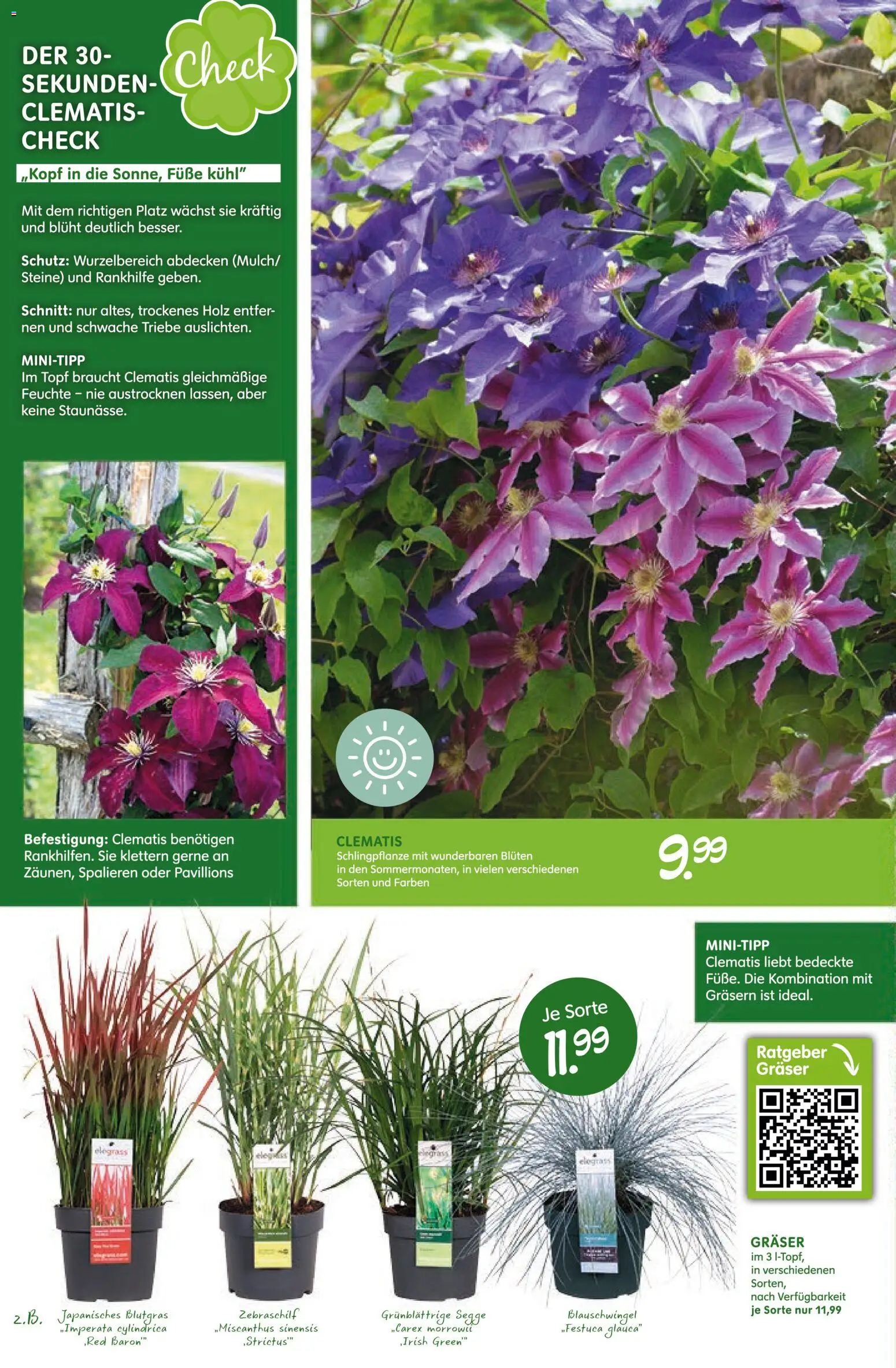 Blumen Risse Prospekt Blumenmarkt – gültig ab 28.05.2026 | Seite: 8