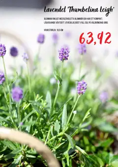 Blomsterlandet erbjudanden - Förhandsvisning av reklamblad från butik Blomsterlandet aktuell från 24/06/2026 | Sida: 4