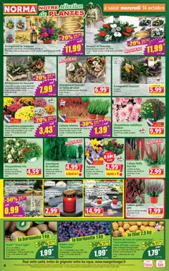 Norma - Prévisualisation de Norma catalogue valide à partir de 14/10/2026 | Page: 4 | Produits: Chrysanthèmes, Plantes, Bougies, Pommes de terre