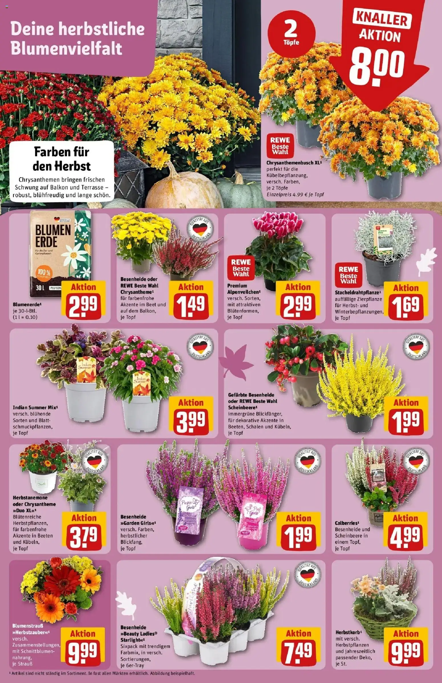 REWE Prospekt ab 14.09.2026 zum Blättern » Angebote | Seite: 5 | Produkte: Blumen
