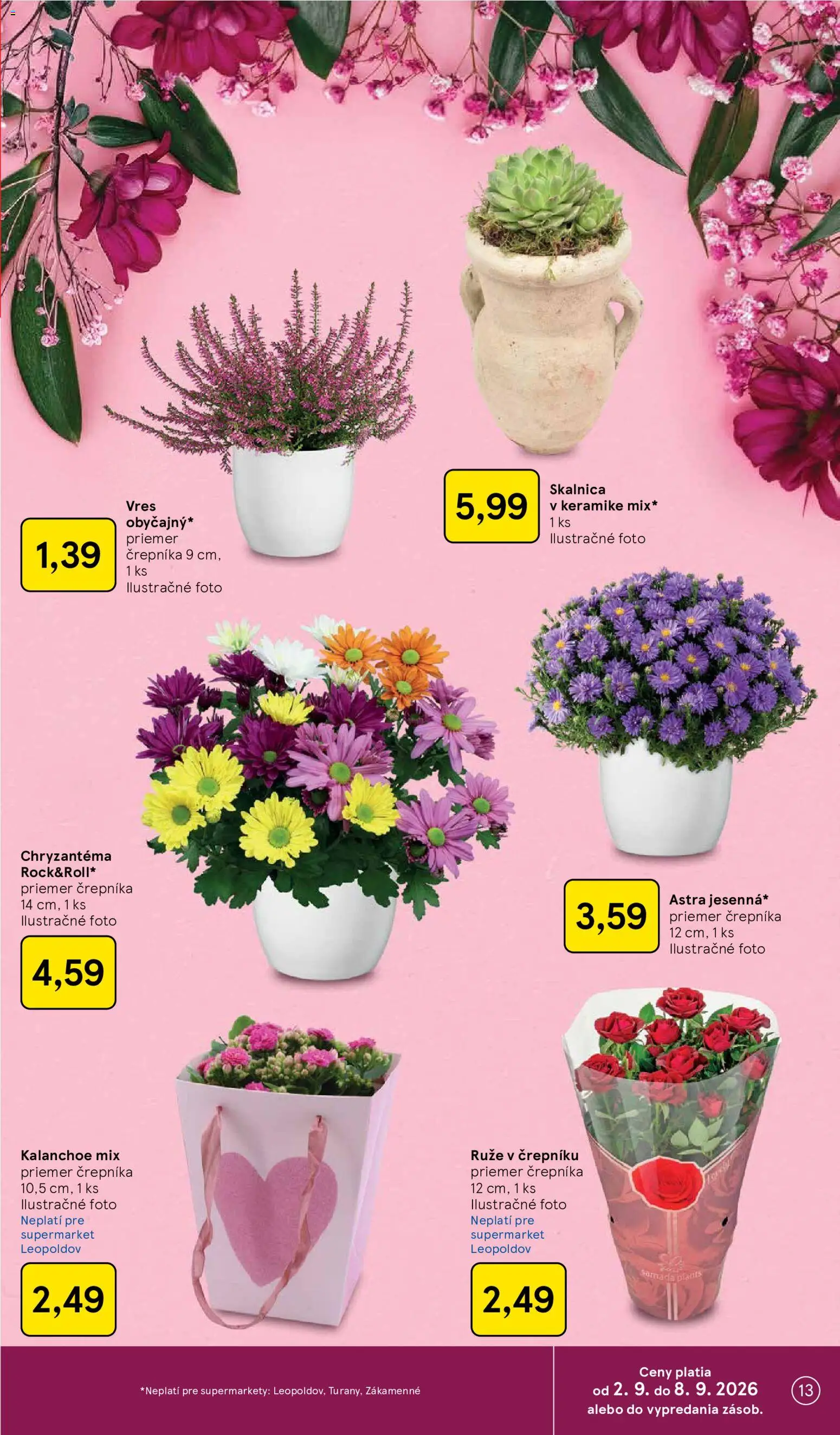 Nové Tesco akcie – leták je platný od 02.09.2026 | Strana: 13 | Produkty: Ruže