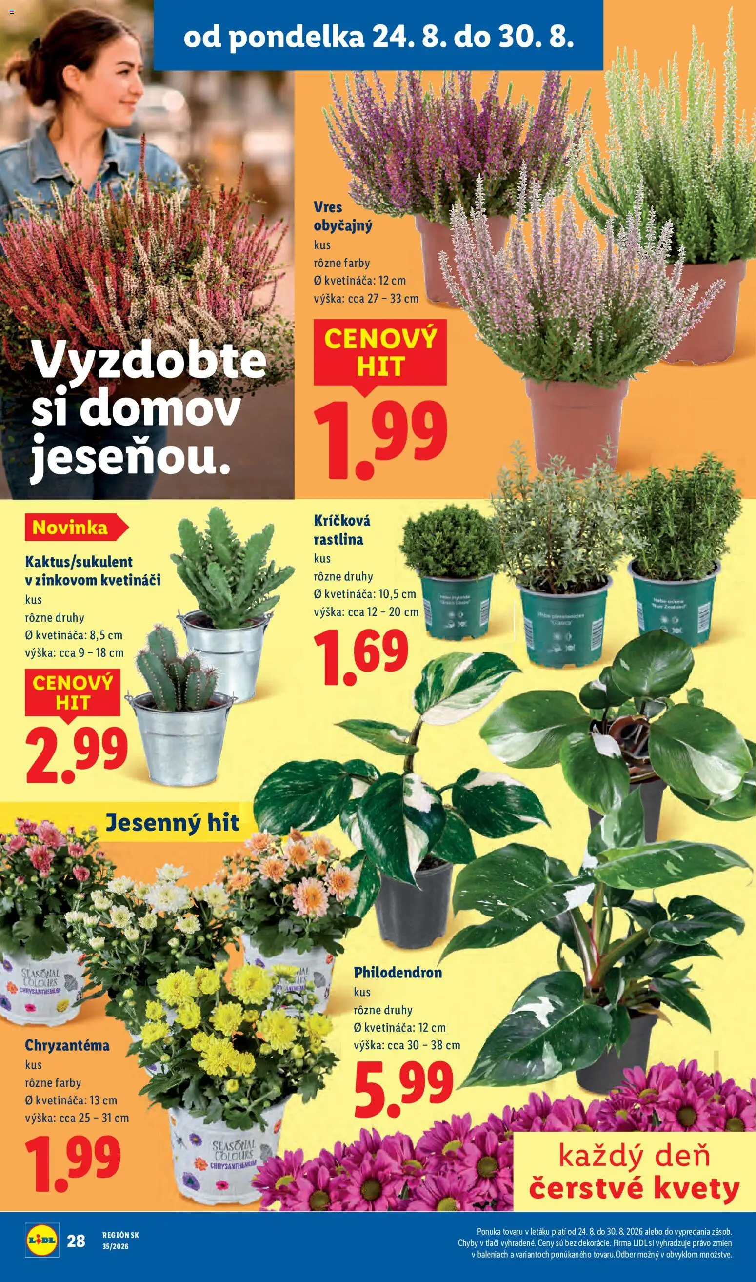 Nové Lidl akcie – leták je platný od 24.08.2026 | Strana: 51 | Produkty: Kvety