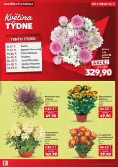 Náhled letáku Chryzantéma velkokvětá miska, Chryzantéma velkokvětá miska, průměr květináče: 23 cm, 1 kus od 23.09.2026 | Strana: 5
