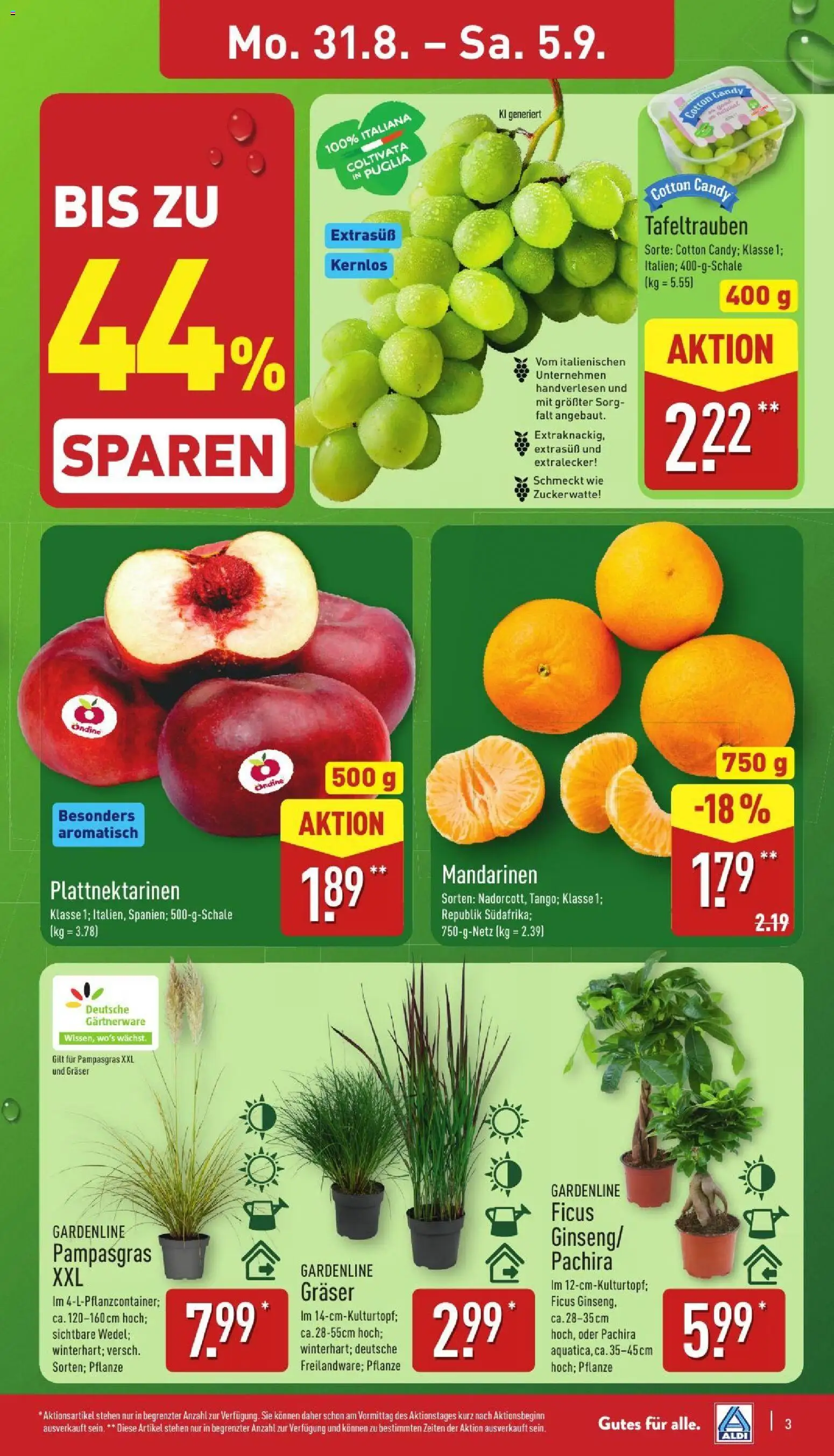 Aldi Prospekt – gültig ab 31.08.2026 | Seite: 3 | Produkte: Mandarinen