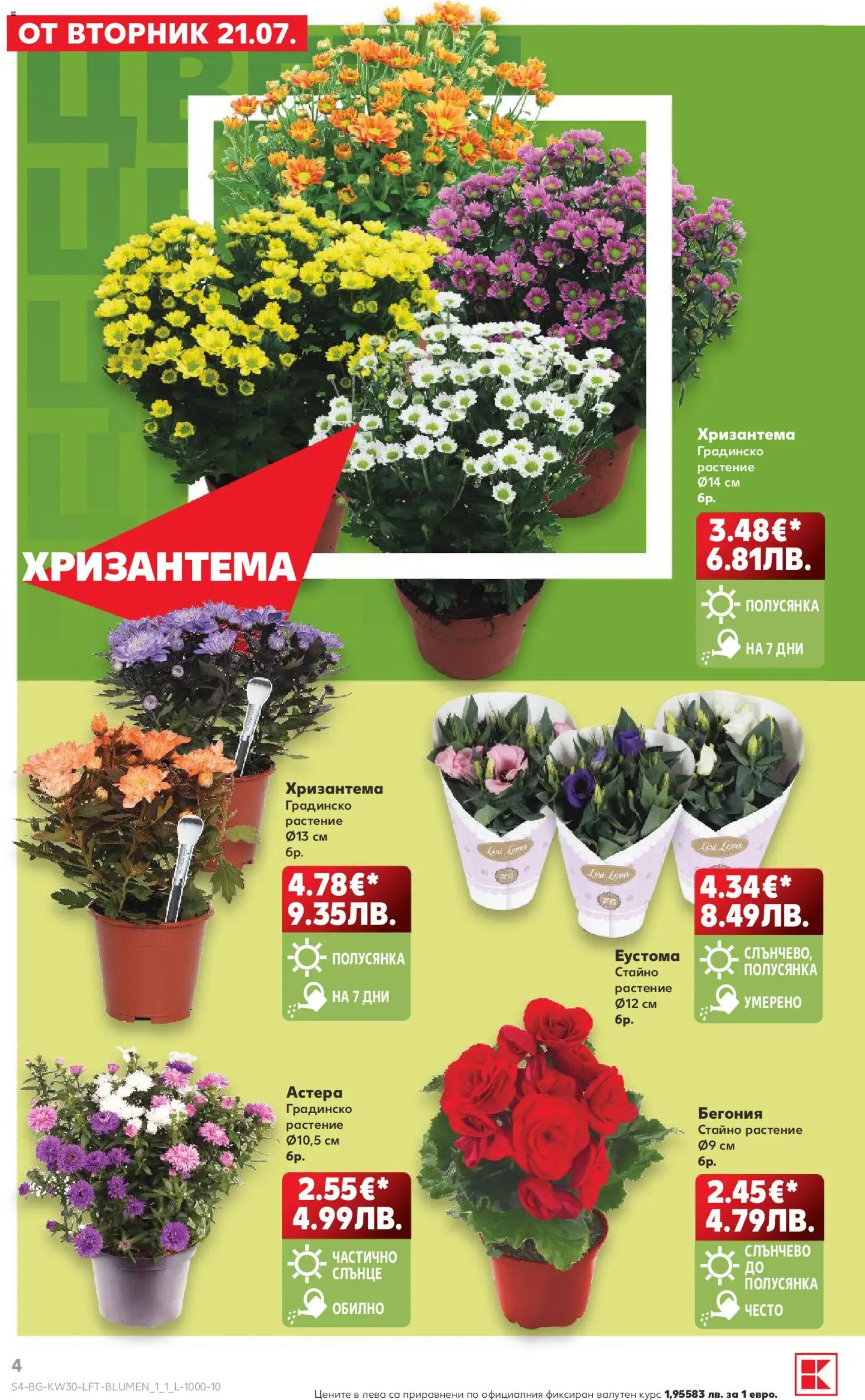 {H1} | Страница: 4 | Продукти: Хризантема