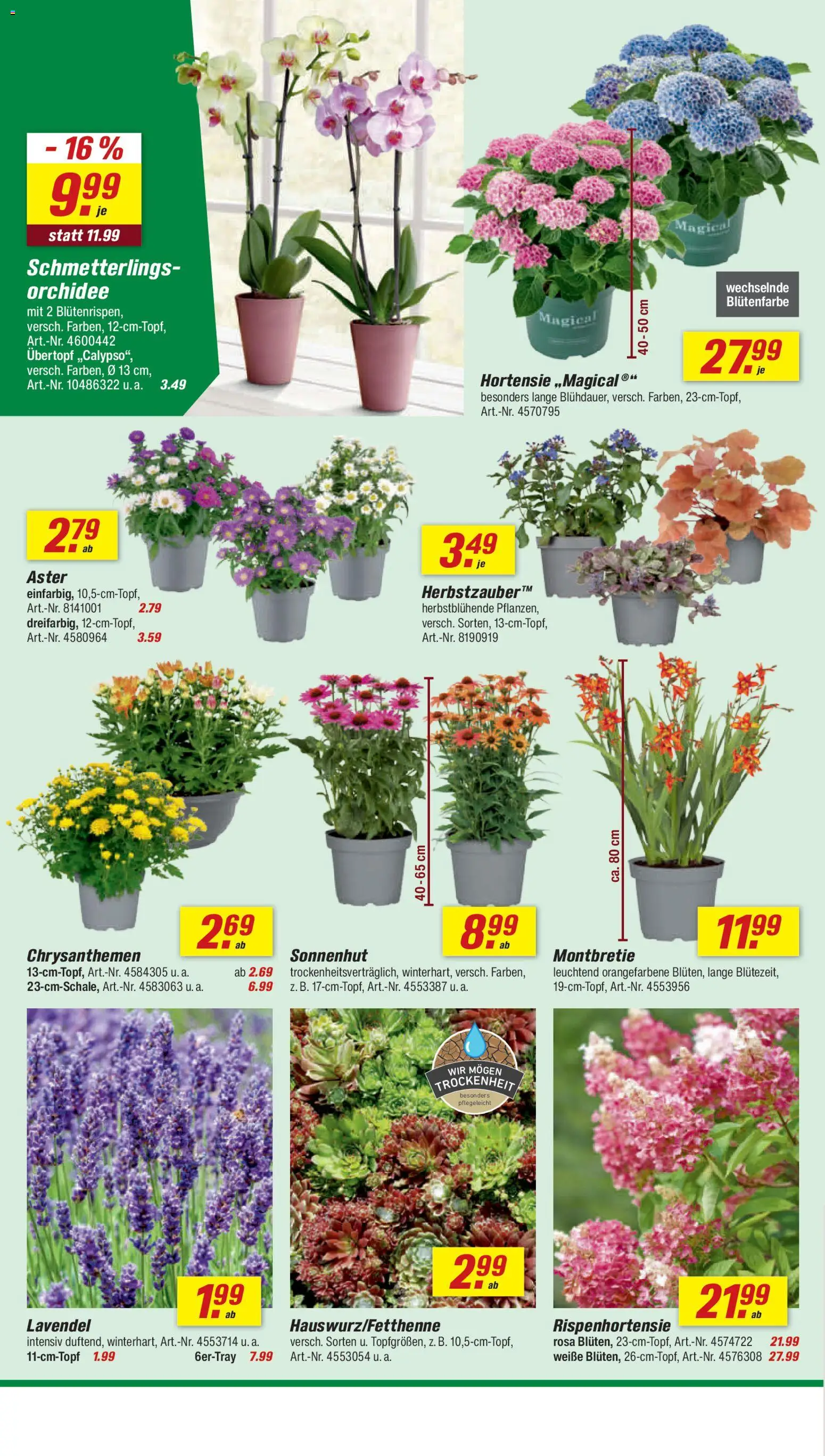 Toom Baumarkt Prospekt – gültig ab 01.08.2026 | Seite: 2 | Produkte: Hortensie, Orchidee, Lavendel