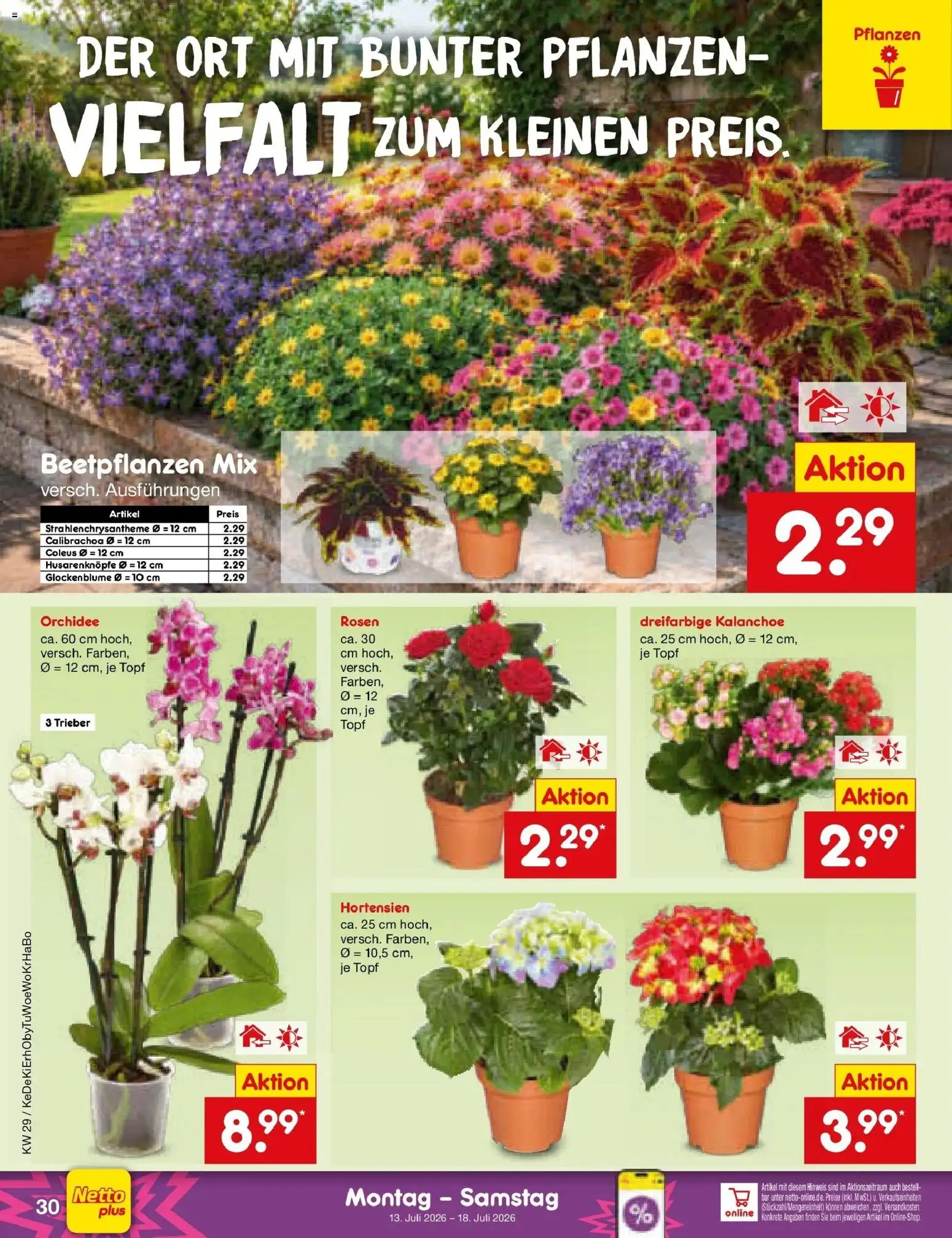 Netto Marken-Discount Prospekt Ludwigshafen-Edigheim – gültig ab 13.07.2026 | Seite: 40 | Produkte: Orchidee