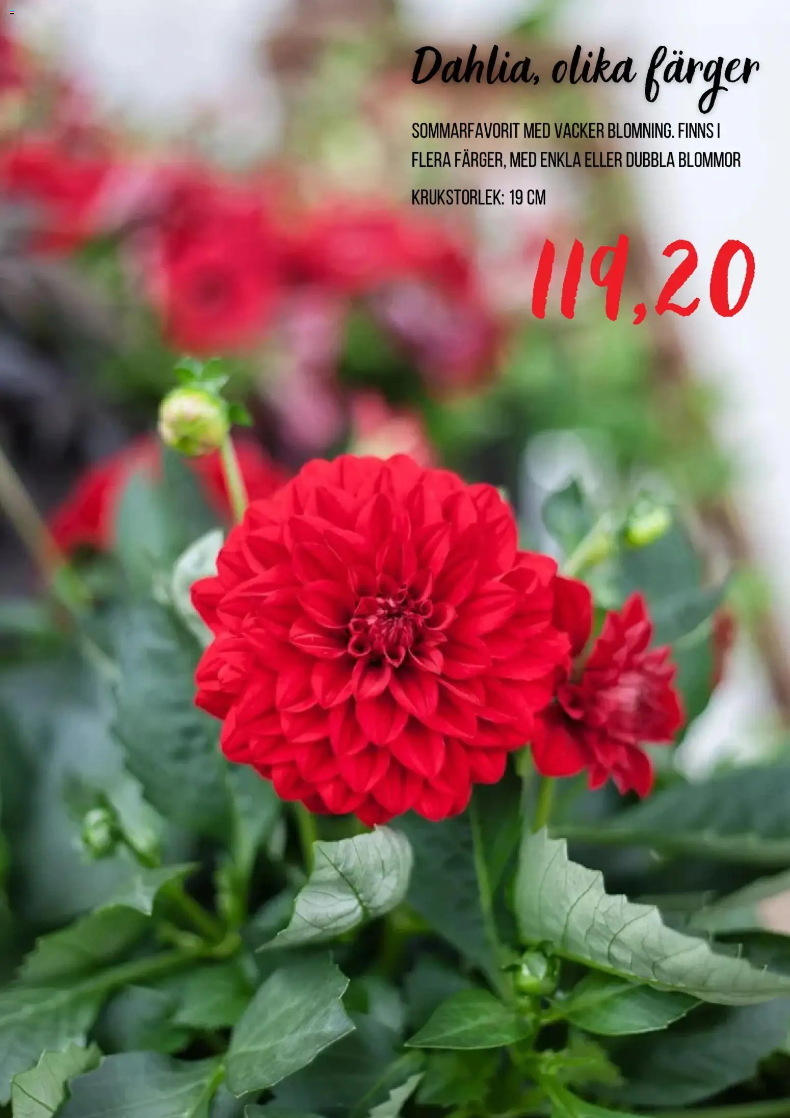 Blomsterlandet reklamblad aktuell från 24/06/2026 | Sida: 2