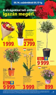 Pillangó orchidea*****, Növény magassága cseréppel együtt: 60 cm Cserép átmérője: 12 cm Különböző színekben /db - amely érvényes a következő dátumtól: 14.05.2026 | Oldal: 25