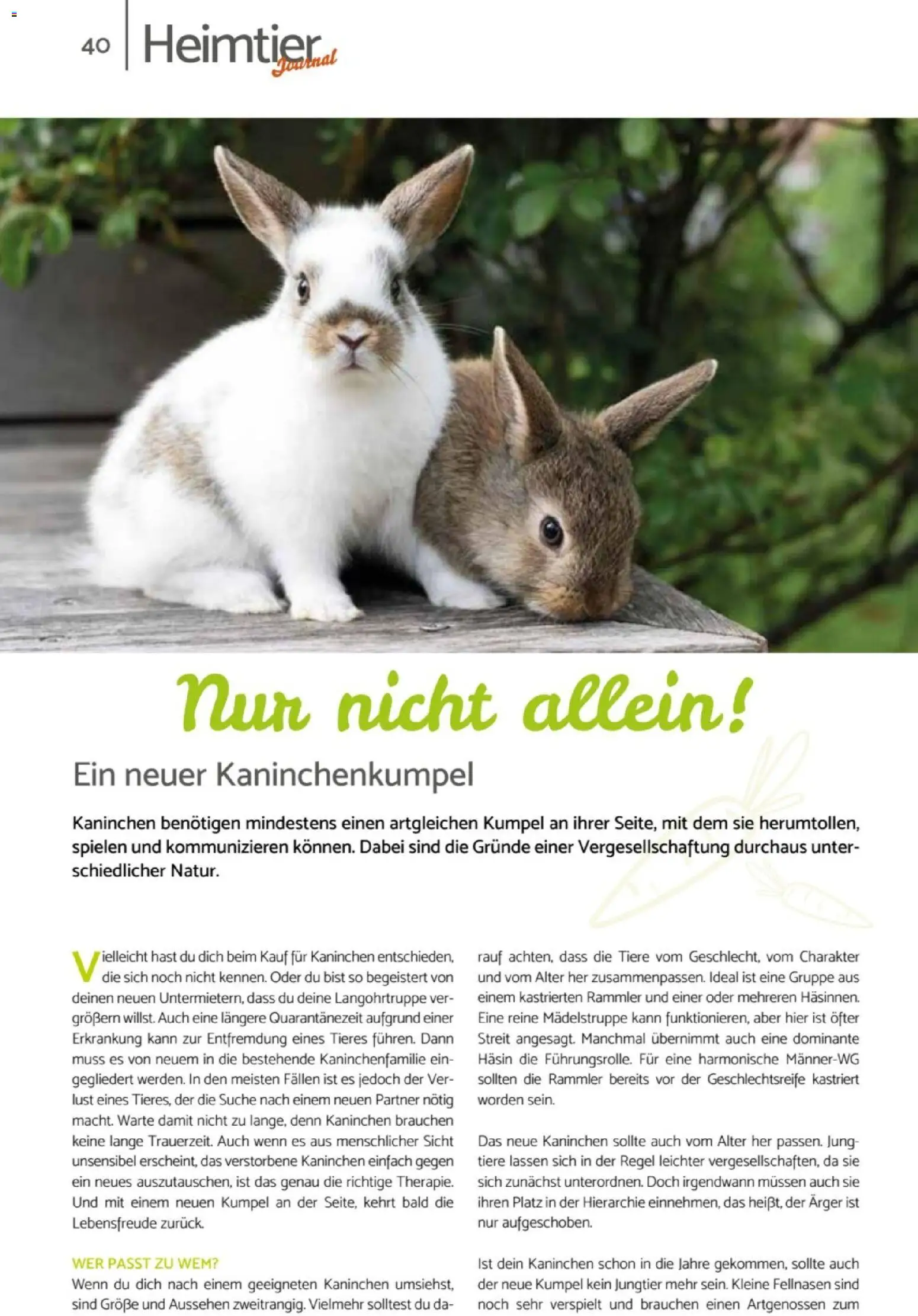 zookauf Heimtier Journal – gültig ab 01.07.2026 | Seite: 40 | Produkte: Kaninchen