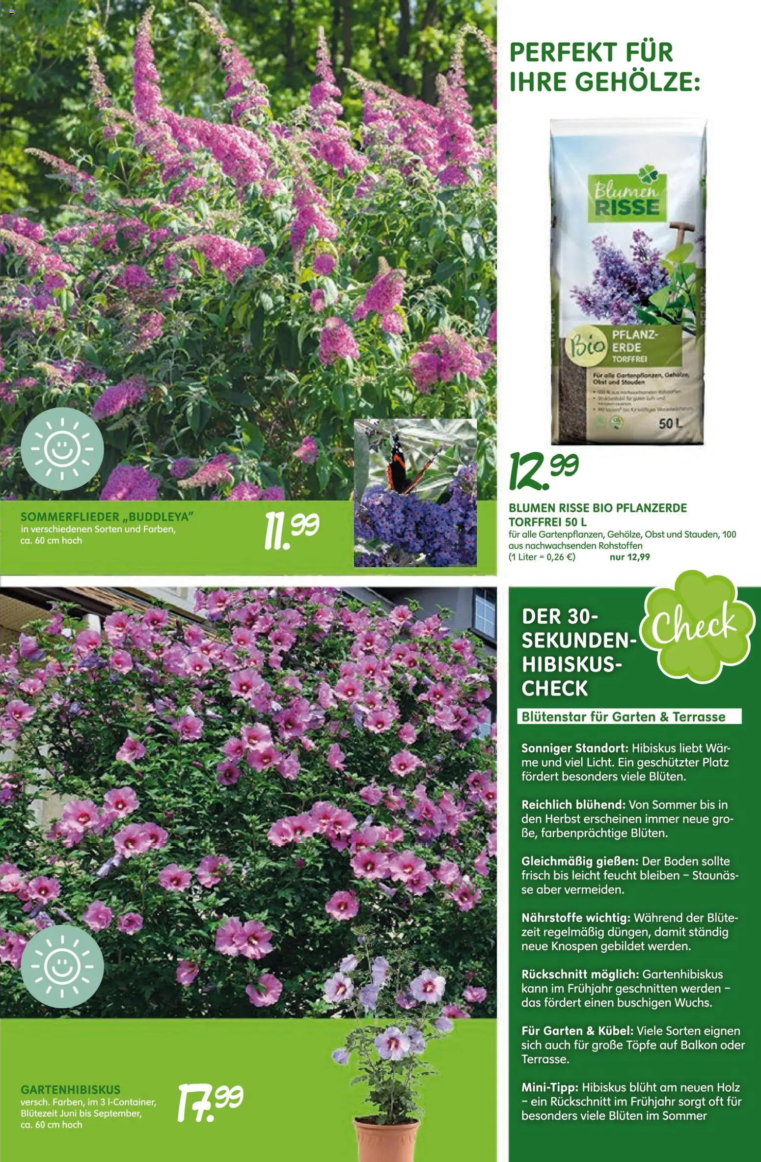 Blumen Risse Prospekt Blumenmarkt – gültig ab 28.05.2026 | Seite: 9 | Produkte: Pflanzerde, Blumen, Obst