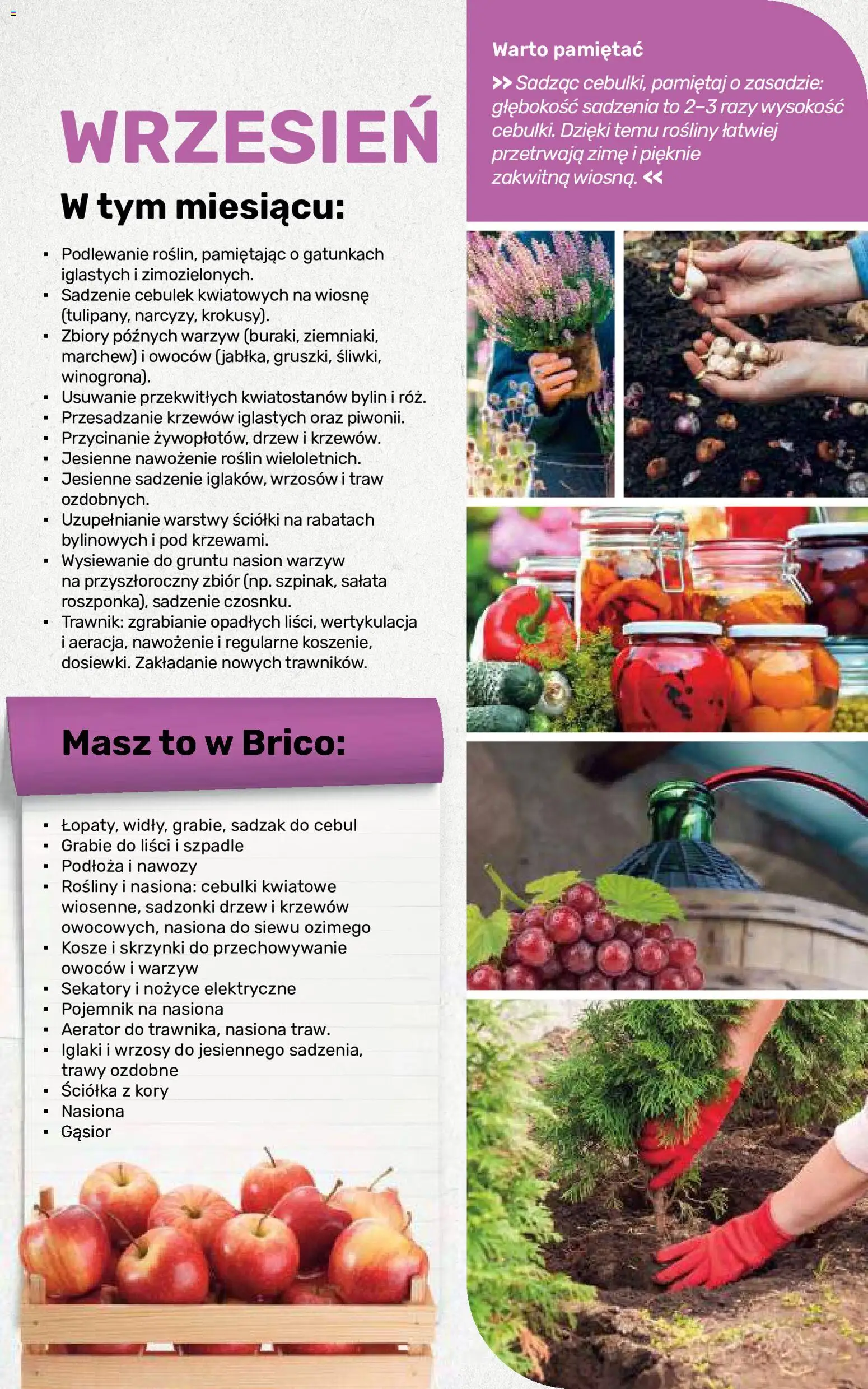 Brico Marché gazetka - Jesienne Inspiracje od 17.08.2026 | Strona: 108 | Produkty: Sałata, Nasiona, Marchew, Rosliny