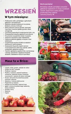 Pogląd oferty "Brico Marché gazetka - Jesienne Inspiracje" - ważna od 17.08.2026 | Strona: 108 | Produkty: Trawy, Sałata, Nasiona, Rosliny
