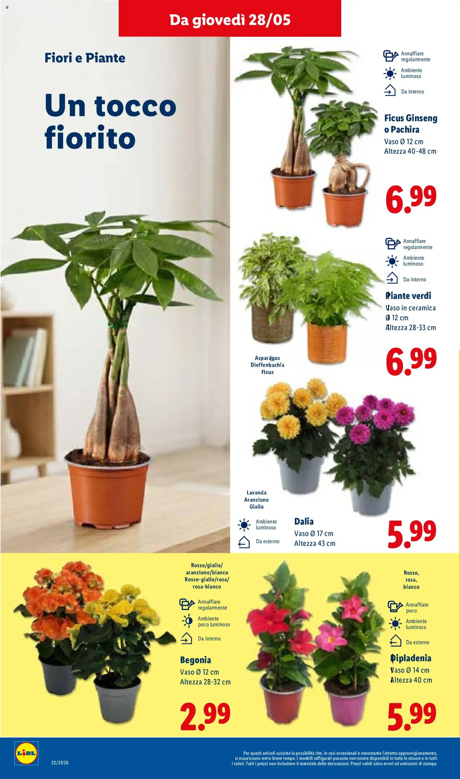 Volantino Lidl del 28.05.2026 | Pagina: 34 | Prodotti: Lavanda, Vaso
