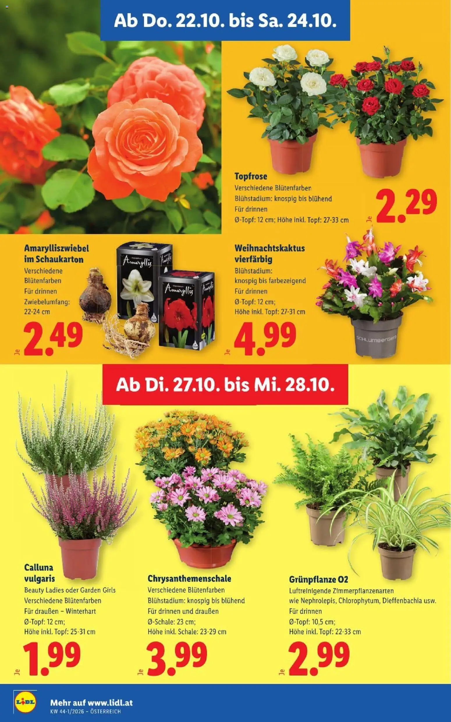 Lidl Flugblatt gültig ab 22.10.2026 | Seite: 32