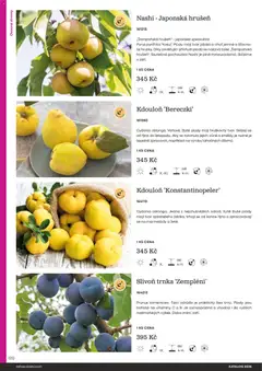 Náhled letáku Starkl katalog od 25.02.2026 | Strana: 120 | Produkty: Jablka, Vitamíny