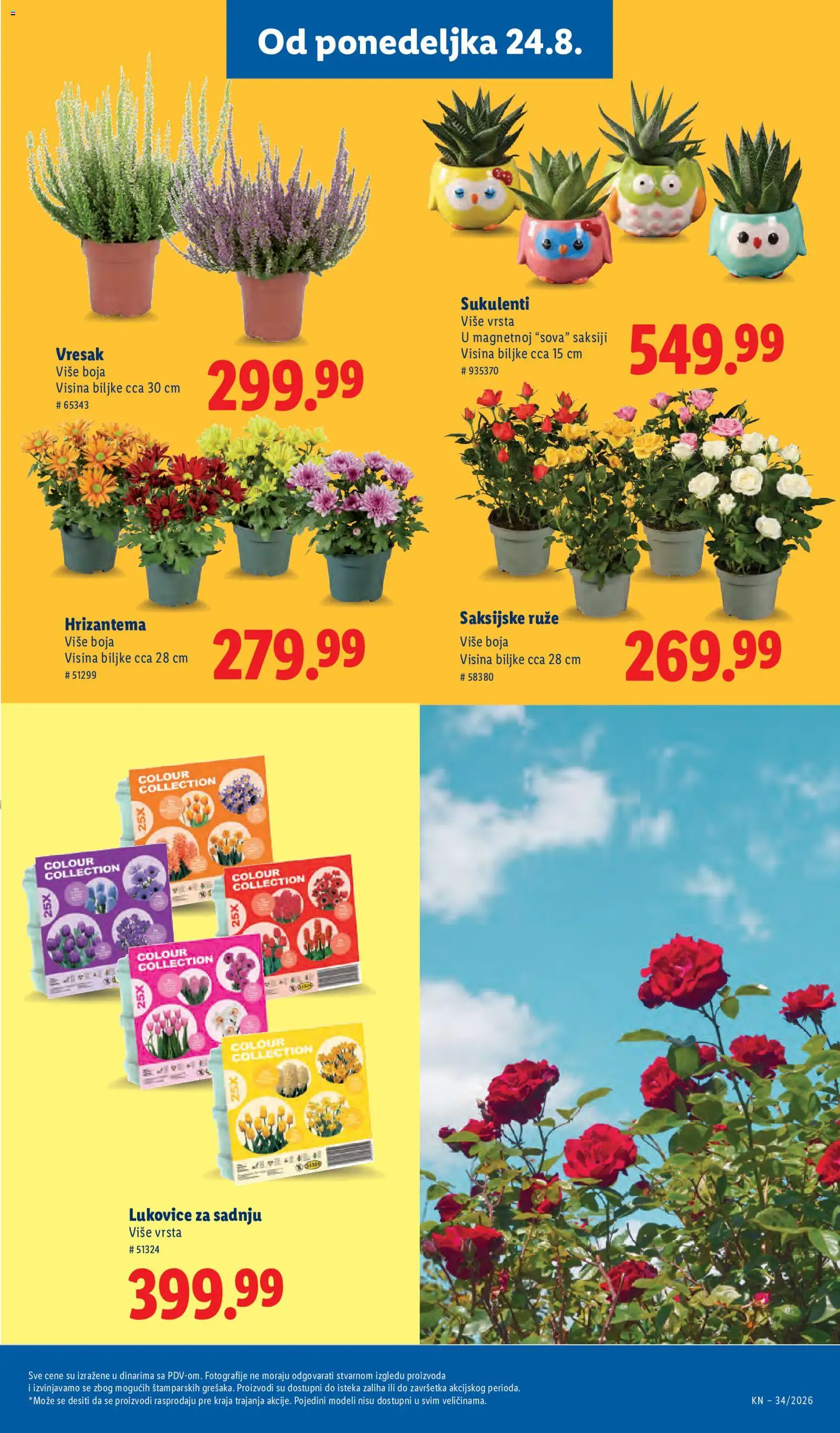 Lidl katalog - važi od 20.08.2026 | Strana: 79 | Proizvode: Hrizantema, Ruze