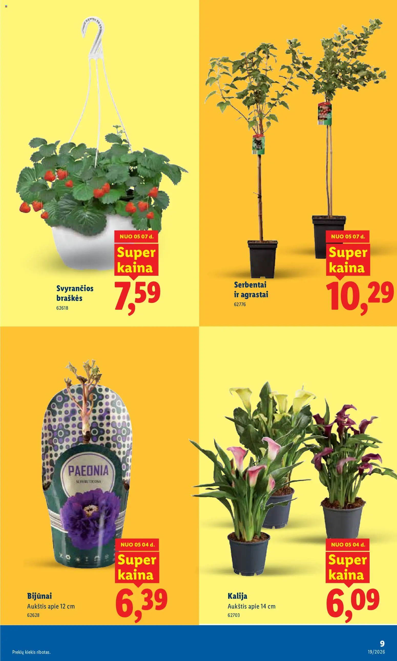 LIDL akcijos nuo 04.05.2026 | Puslapis: 9 | Prekių: Braškės