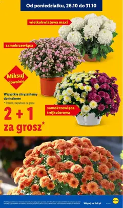 Pogląd oferty "Wszystkie chryzantemy doniczkowe, Wielkokwiatowa maxi, samokrzewiąca, trójkolorowa" - ważna od 26.10.2026 | Strona: 45 | Produkty: Chryzantemy