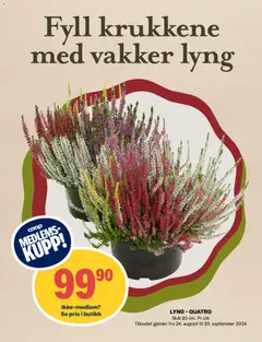Forhåndsvisning av Coop Marked kundeavis gyldig fra 14/09/2026 | Side: 11 | Produkter: Lyng