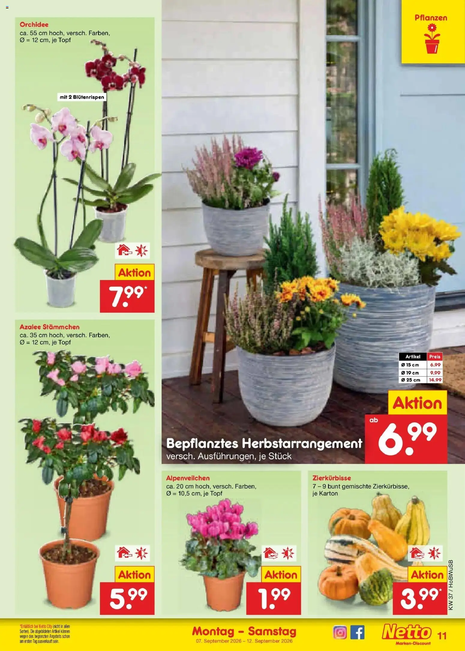 Netto Marken-Discount Prospekt Bielefeld – gültig ab 07.09.2026 | Seite: 17 | Produkte: Orchidee