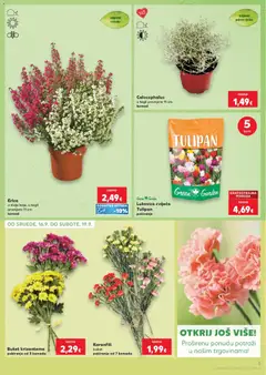 Kaufland - Slavonski Brod - Pregled kataloga iz trgovine Kaufland, vrijedi od 16.09.2026 | Stranica: 3 | Proizvodi: Karanfili, Tulipan, Buket