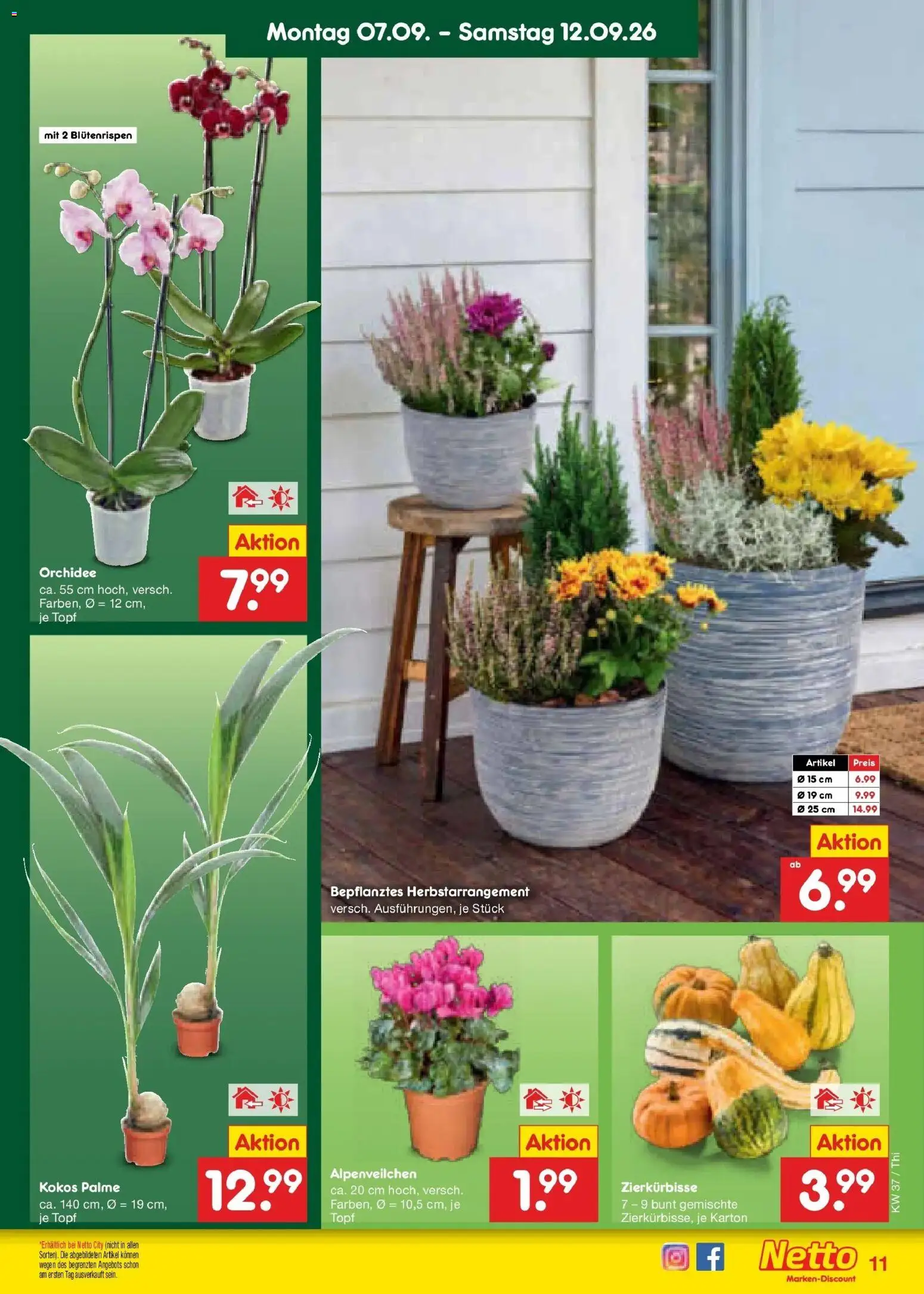 Netto Marken-Discount Prospekt Pirna – gültig ab 07.09.2026 | Seite: 17 | Produkte: Orchidee