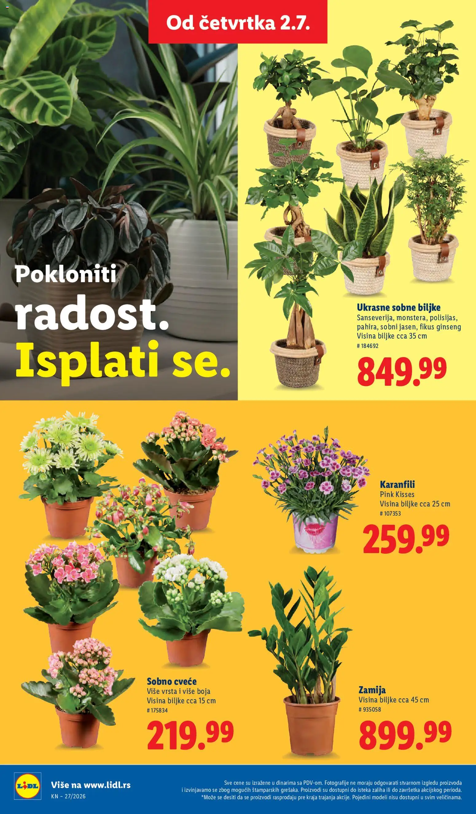Lidl katalog - važi od 02.07.2026 | Strana: 88 | Proizvode: Sobne biljke, Cvece