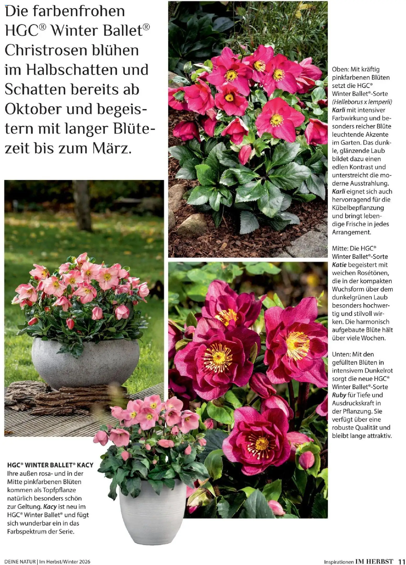 Dehner Prospekt – gültig ab 09.10.2026 | Seite: 11