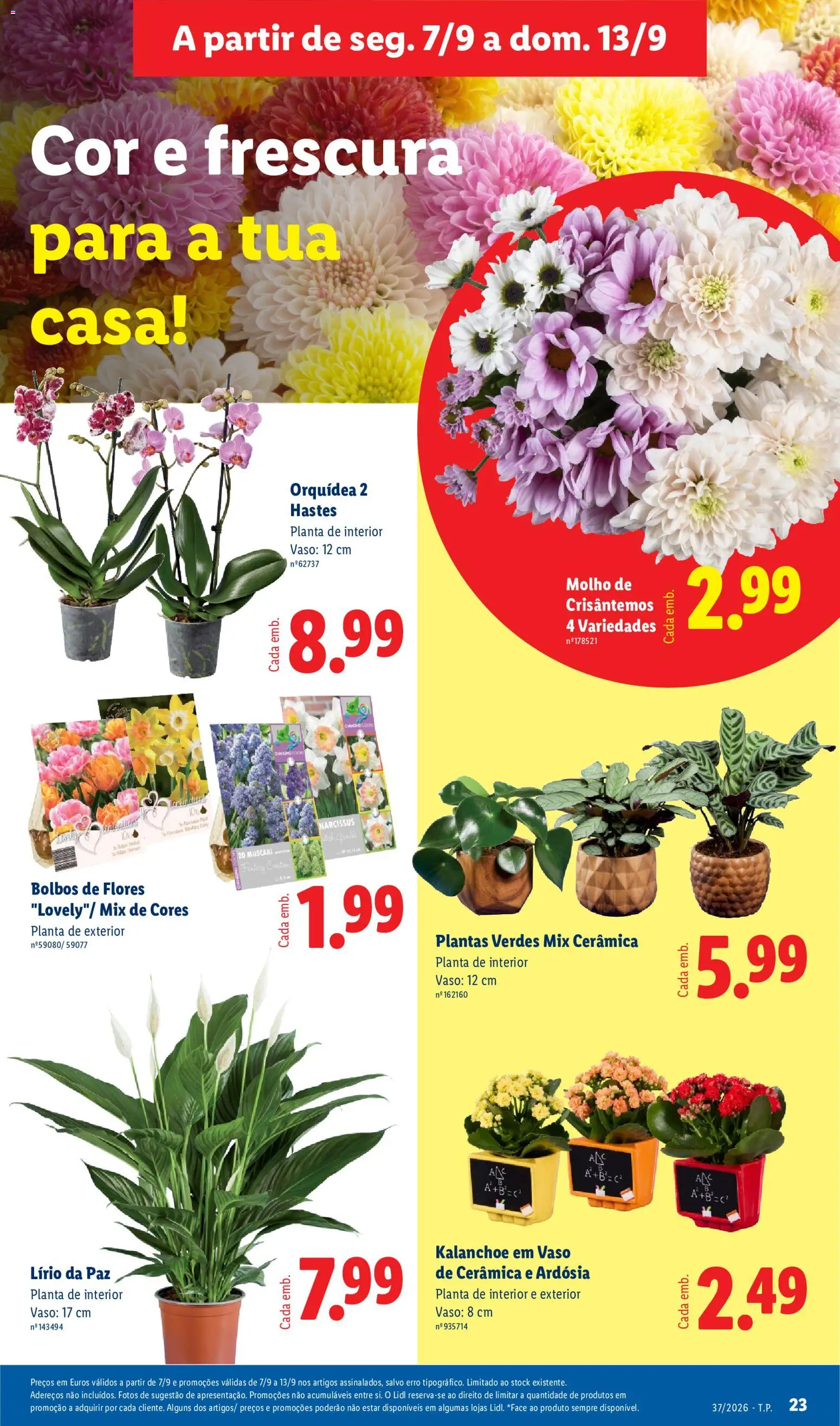 Lidl Promoções Semanais │ válido de 07/09/2026 | Página: 25 | Produtos: Flores, Orquídea, Vaso
