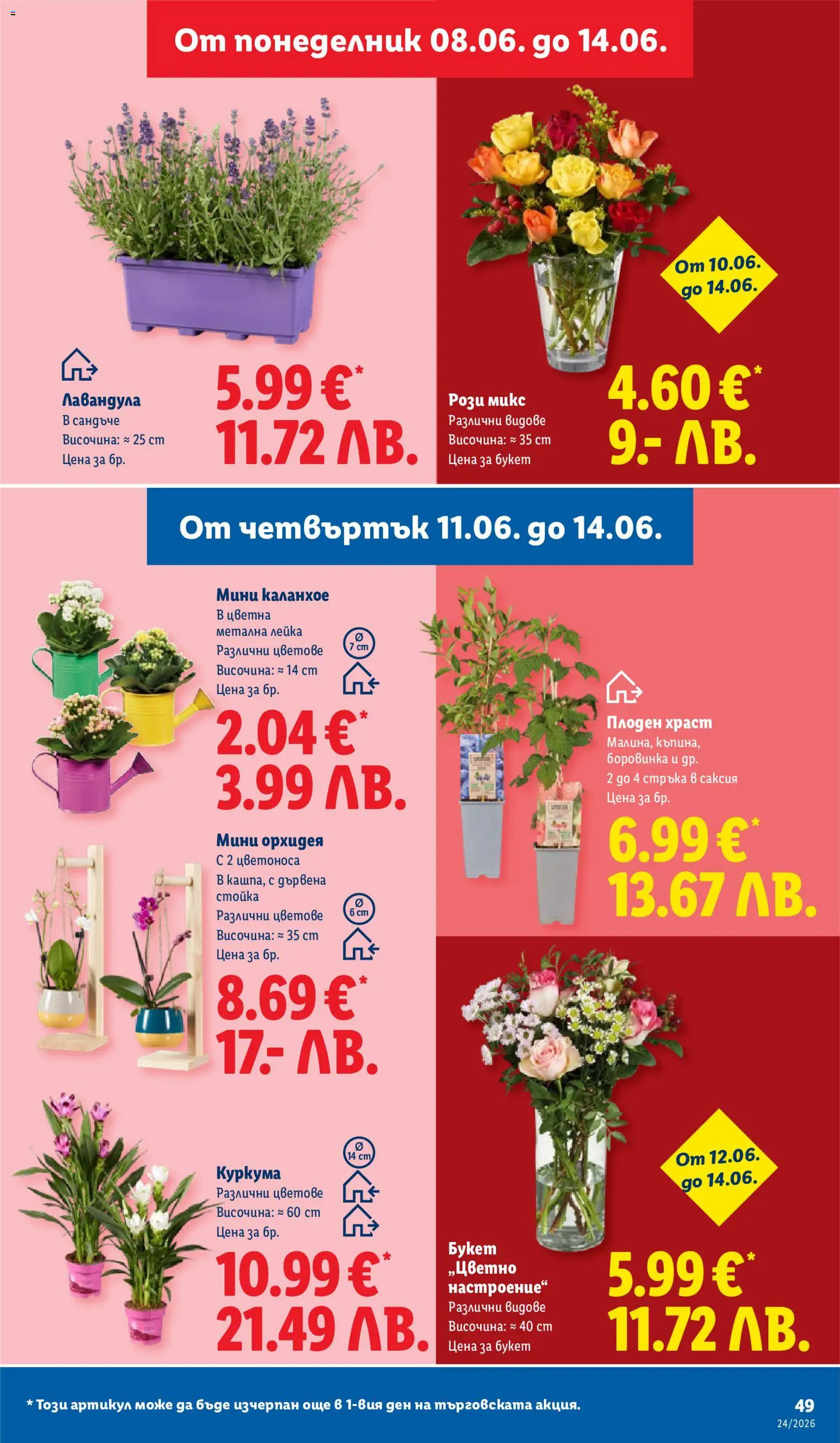 {H1} | Страница: 49 | Продукти: Орхидея, Саксия, Лейка