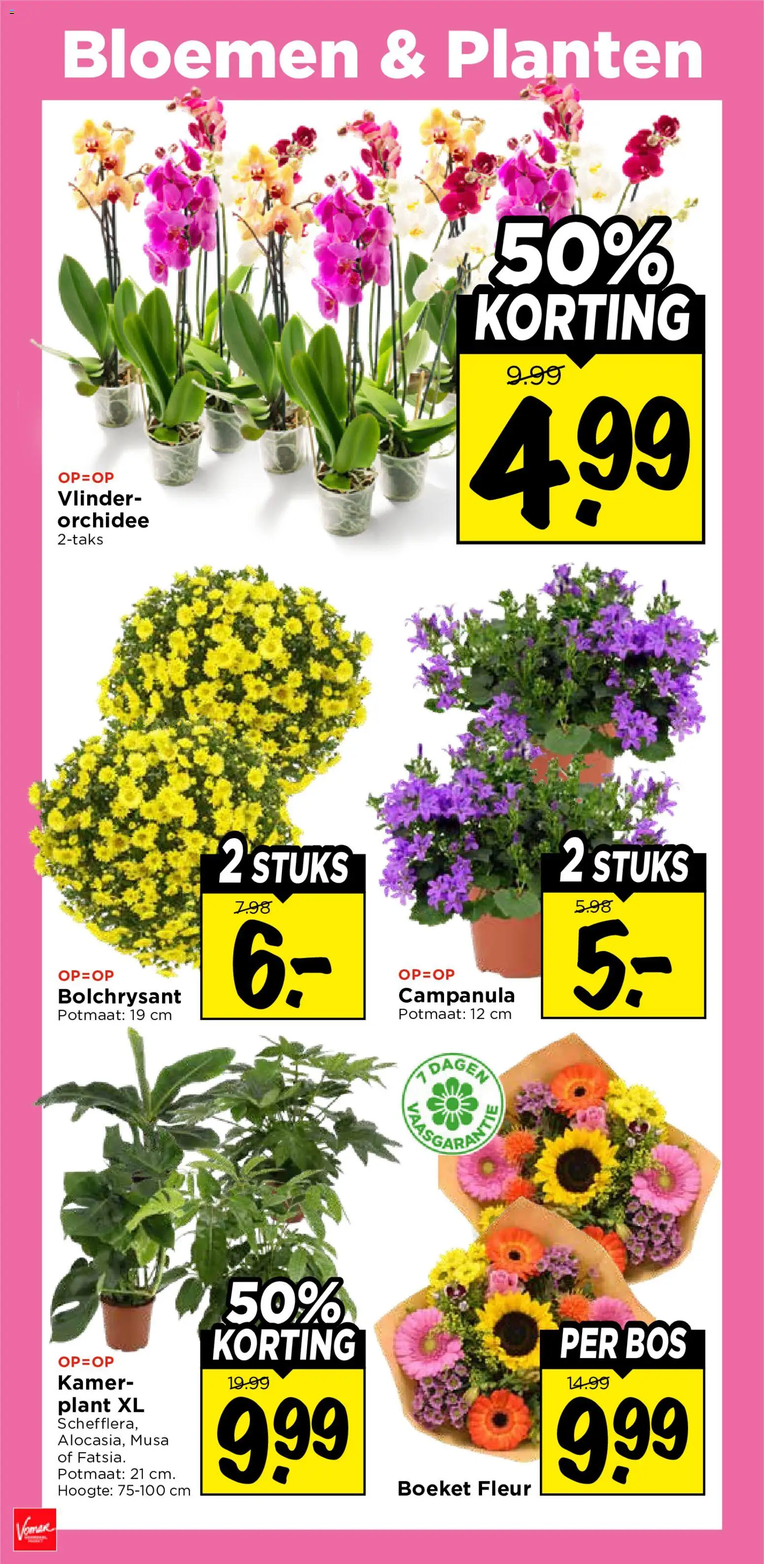 {H1} | Pagina: 32 | Producten: Bloemen, Orchidee