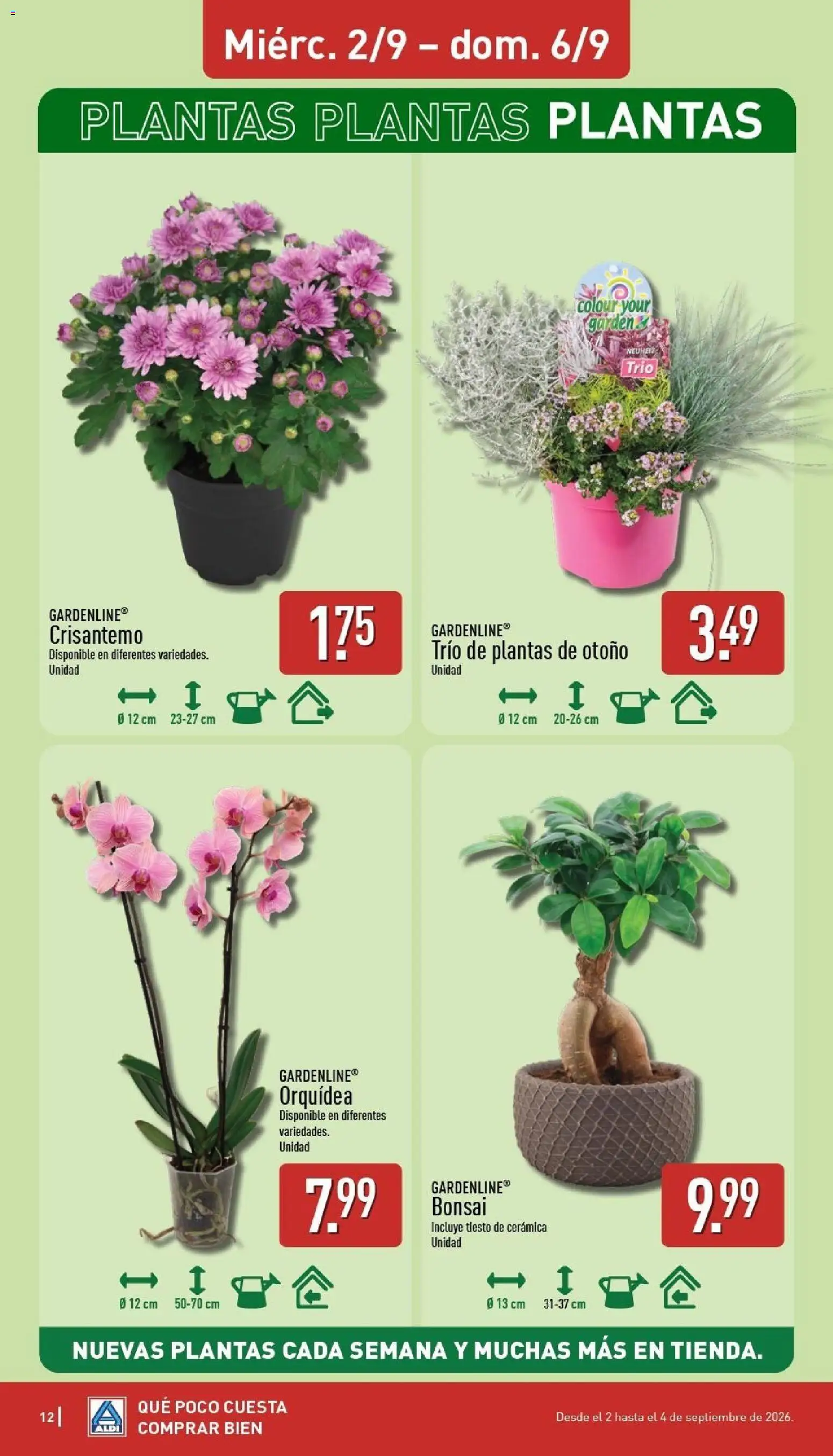 Aldi folleto Península │ válido desde el 31/08/2026 | Página: 12 | Productos: Orquídea