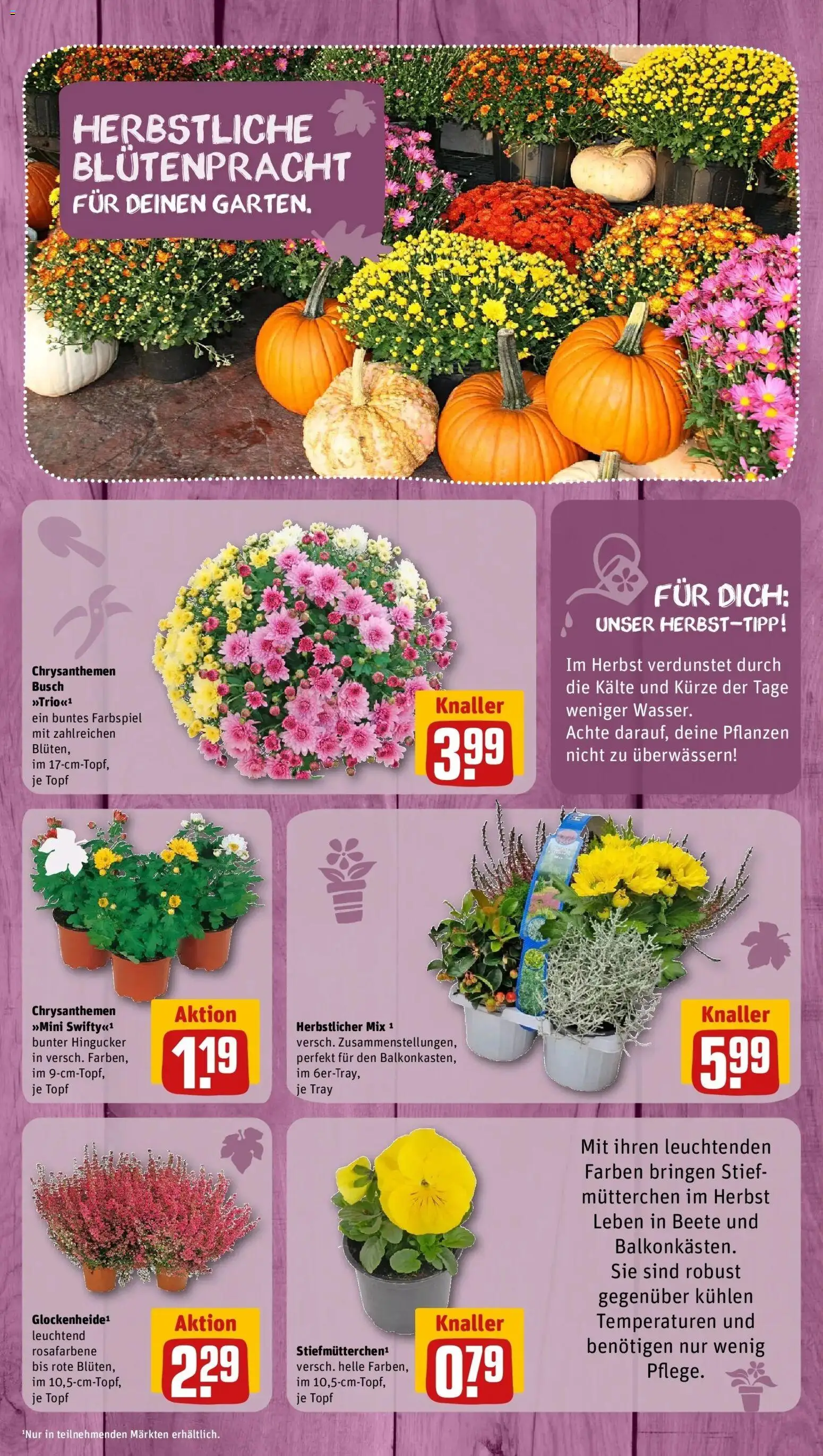 REWE Prospekt ab 28.09.2026 zum Blättern » Angebote | Seite: 8