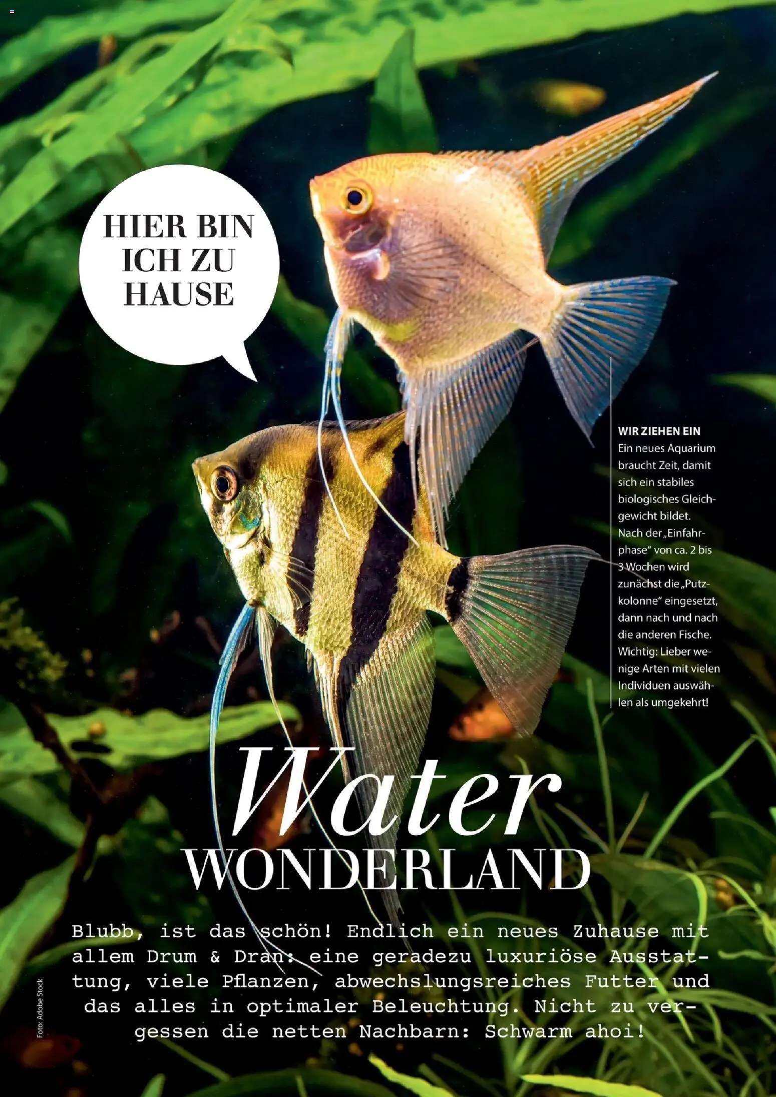 Dehner Magazine HERBST/WINTER 2026 gültig ab 09.10.2026 | Seite: 89 | Produkte: Gewicht