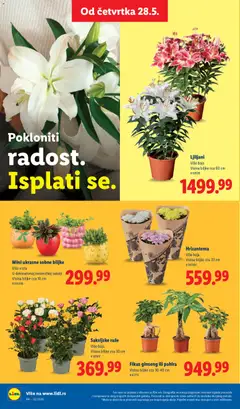 Lidl katalog - pregled Lidl kataloga - važi od 28.05.2026 | Strana: 74