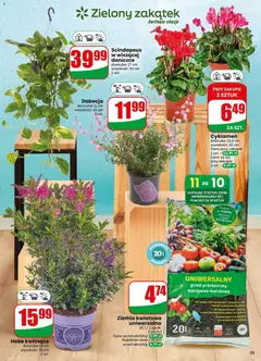 Pogląd oferty "Dino gazetka" - ważna od 29.07.2026 | Strona: 55