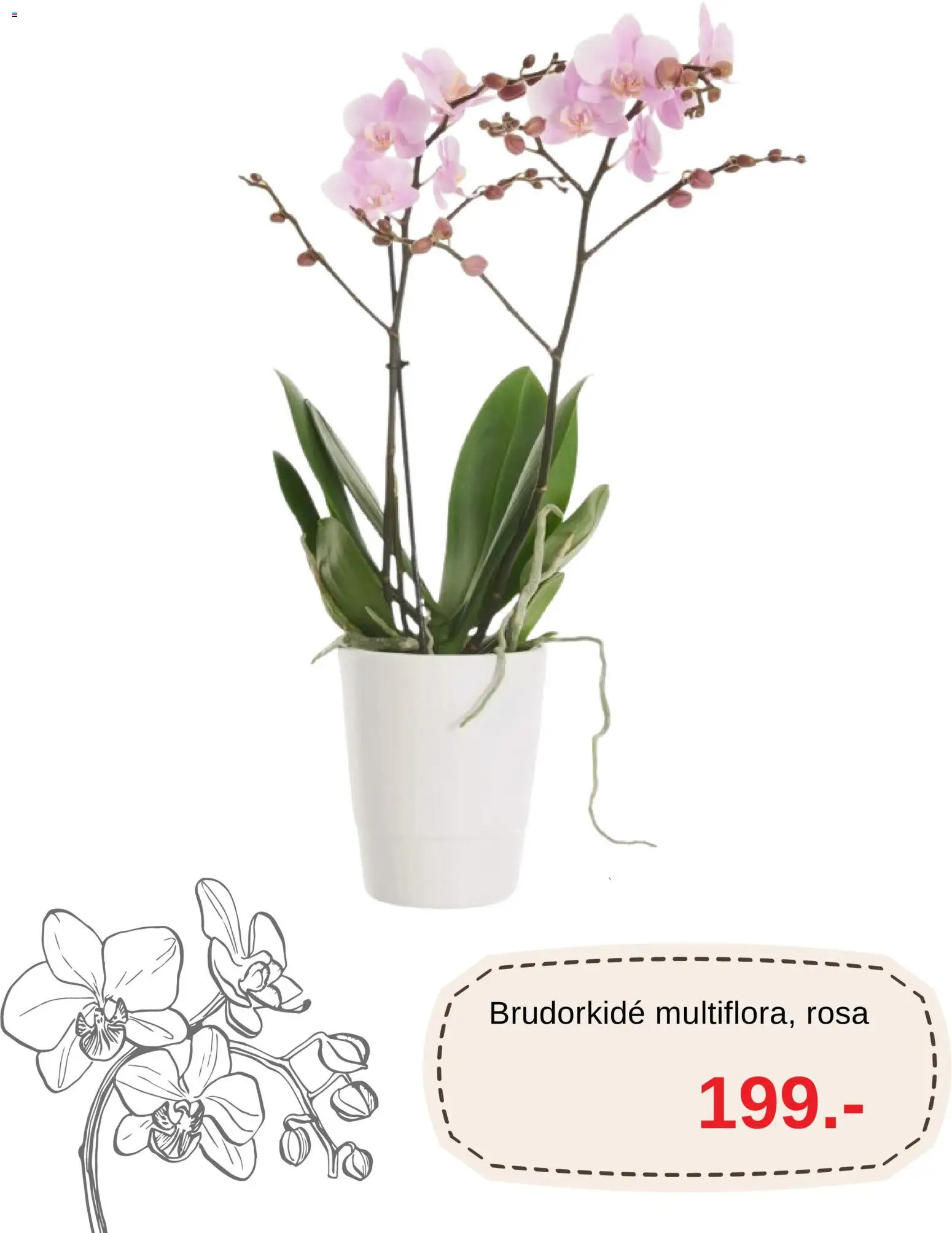 Blomsterlandet reklamblad aktuell från 09/10/2026 | Sida: 3