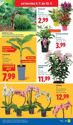 Lidl leták platný od 06.07.2026 | Strana: 99 | Produkty: Orchidea