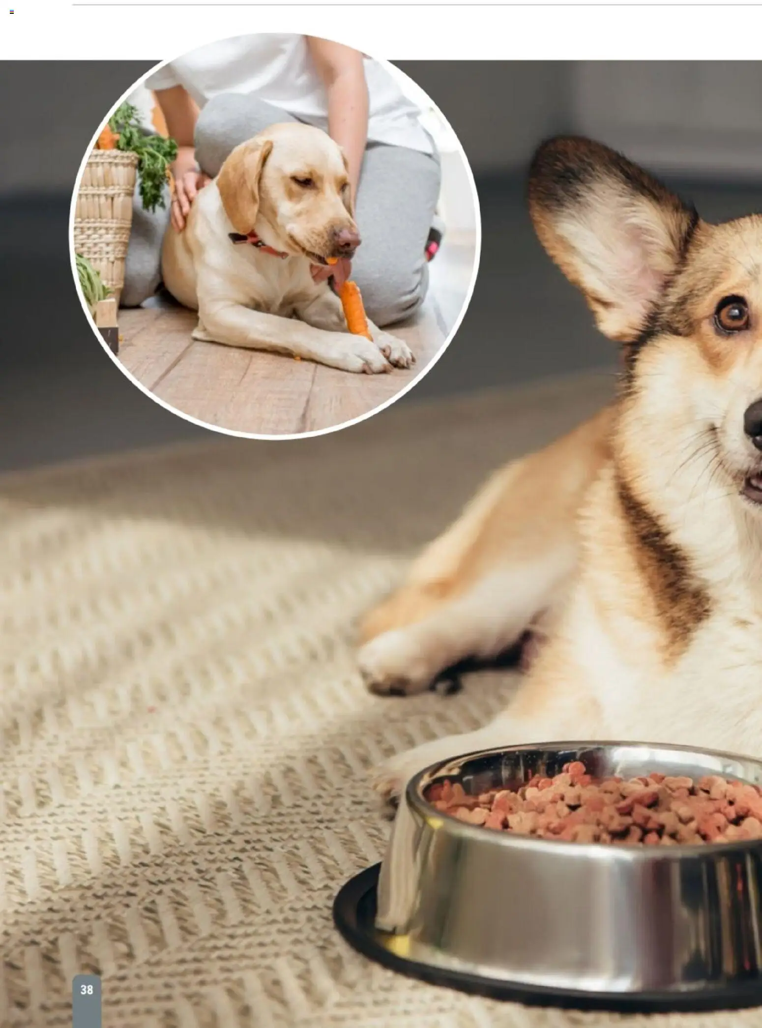zookauf Themenkatalog Hund – gültig ab 18.05.2026 | Seite: 38
